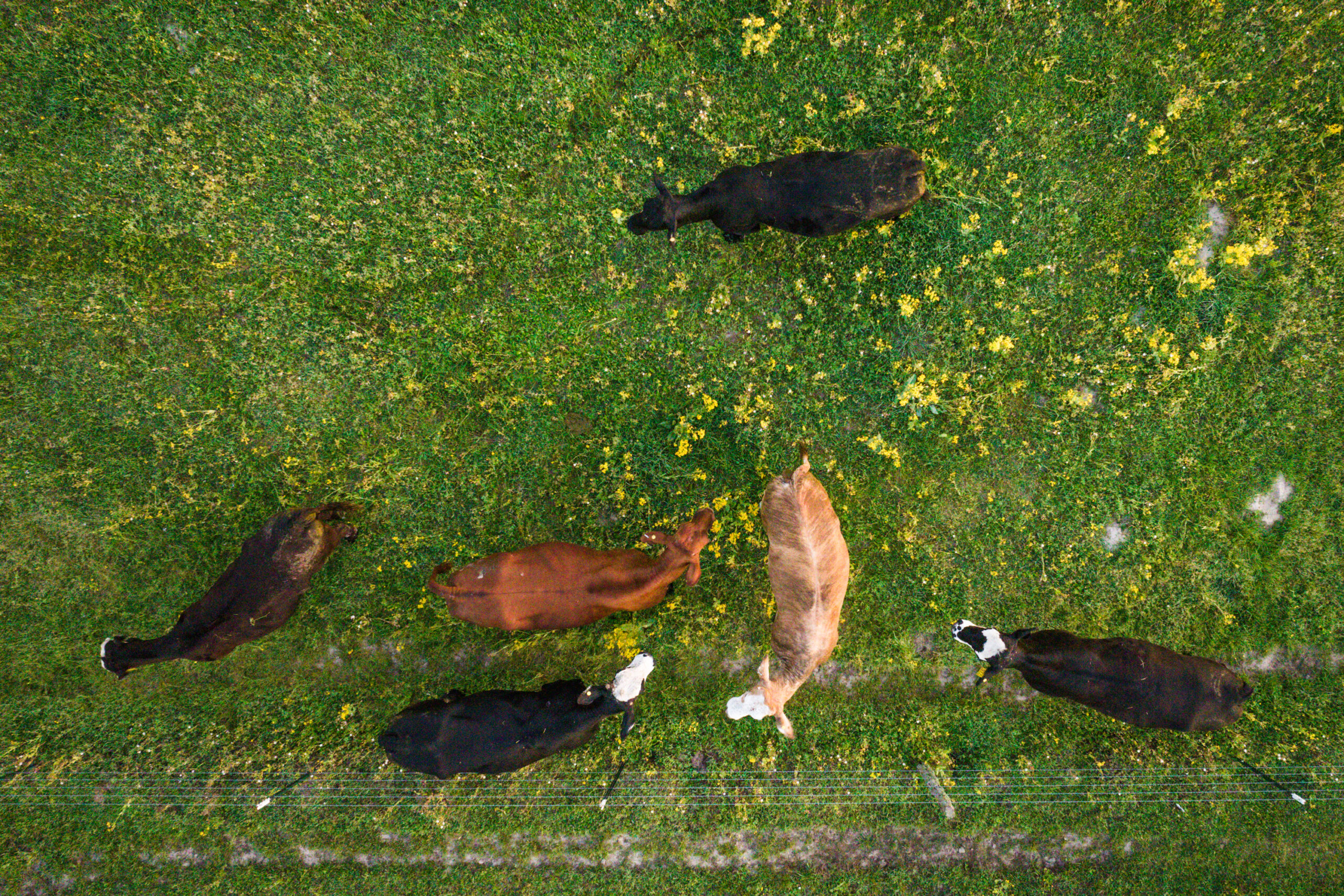 Overhead view of several cows on green pasture at sunrise