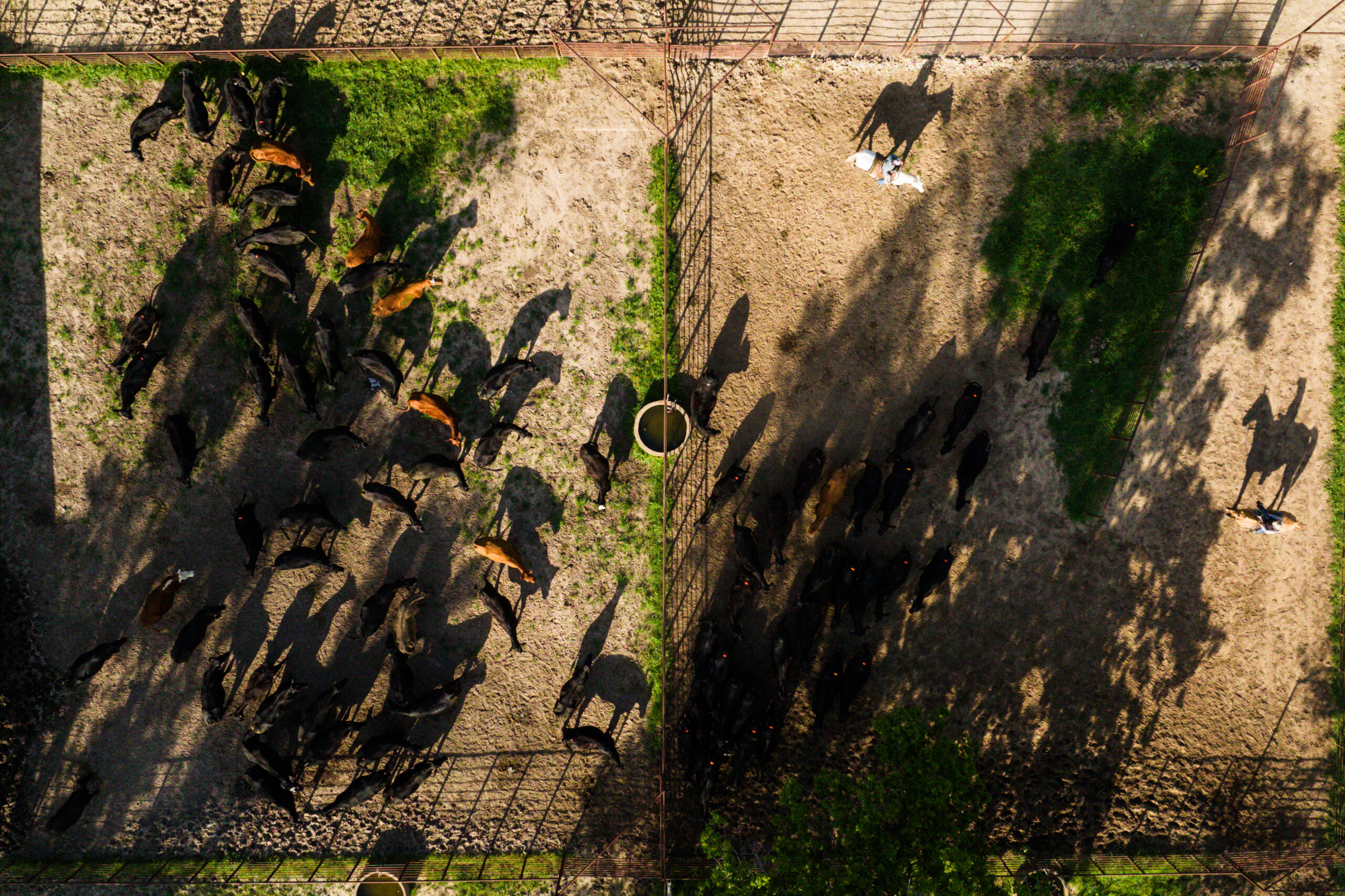Overhead view of cattle being penned by two riders on horseback