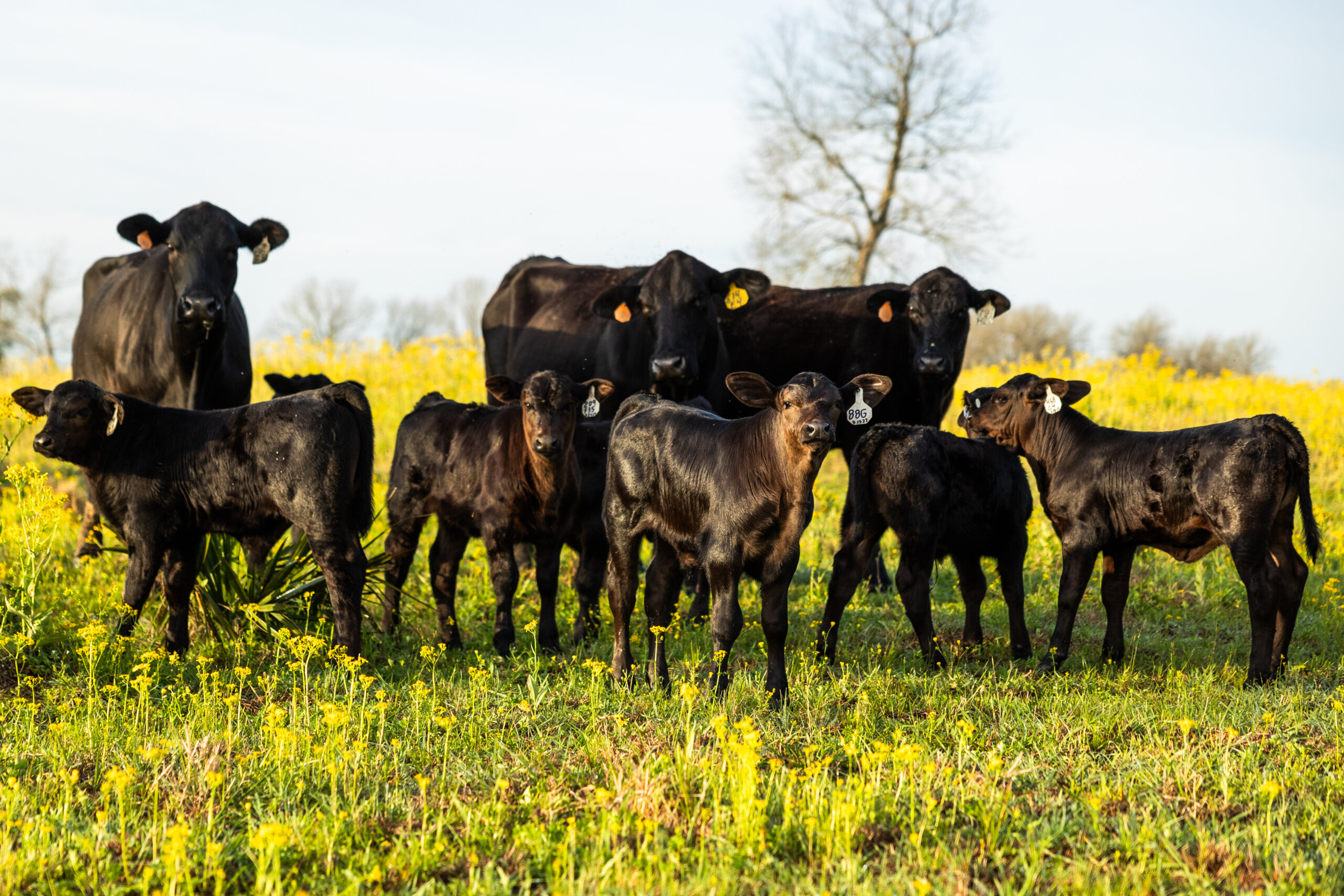 A group of ultrablack cows on open pasture