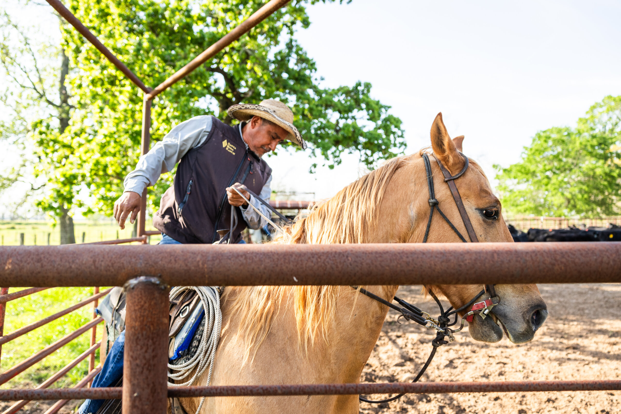 A rider on horseback helping to wrangle cattle