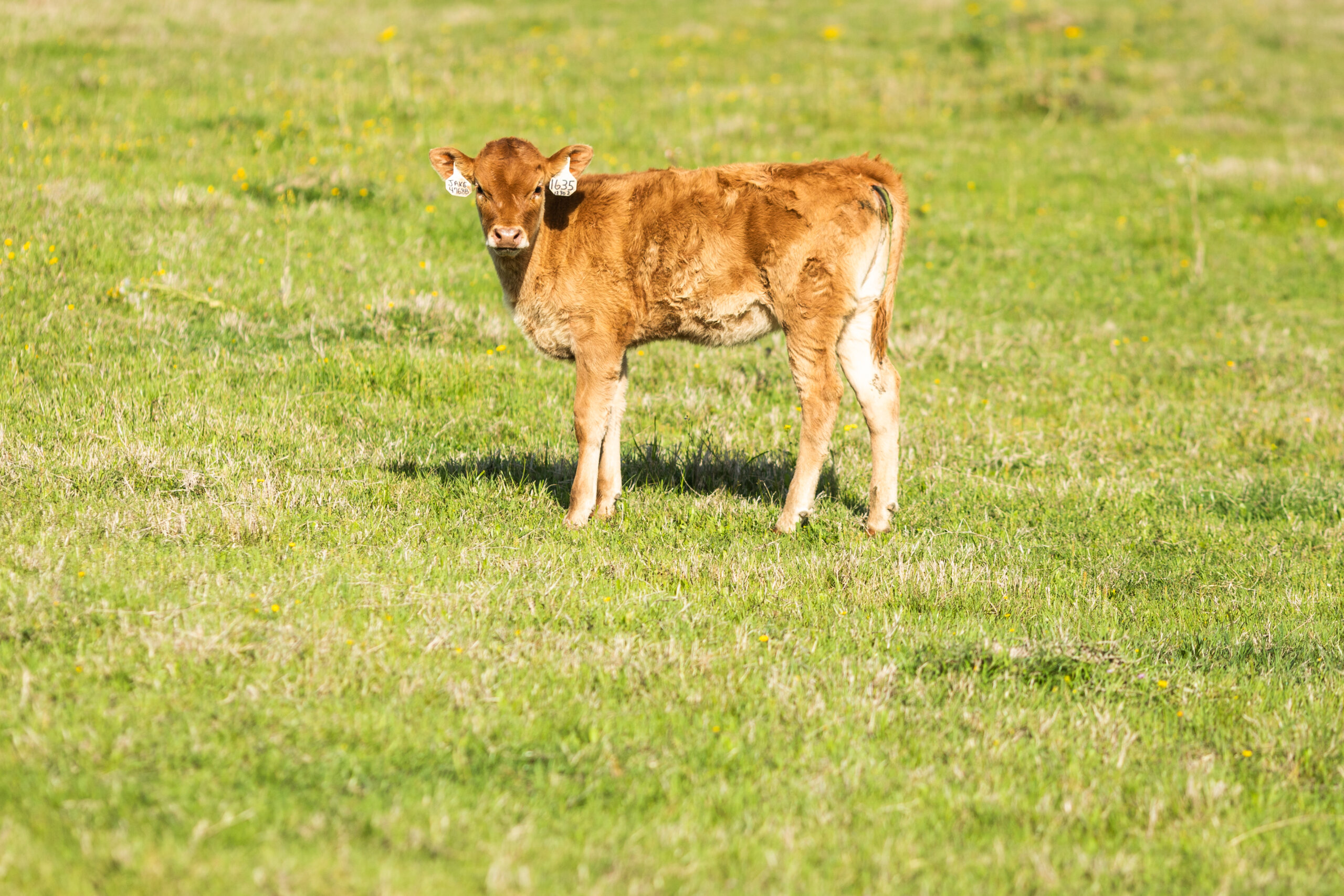A young calf on green pasture at Santa Rosa Ranch