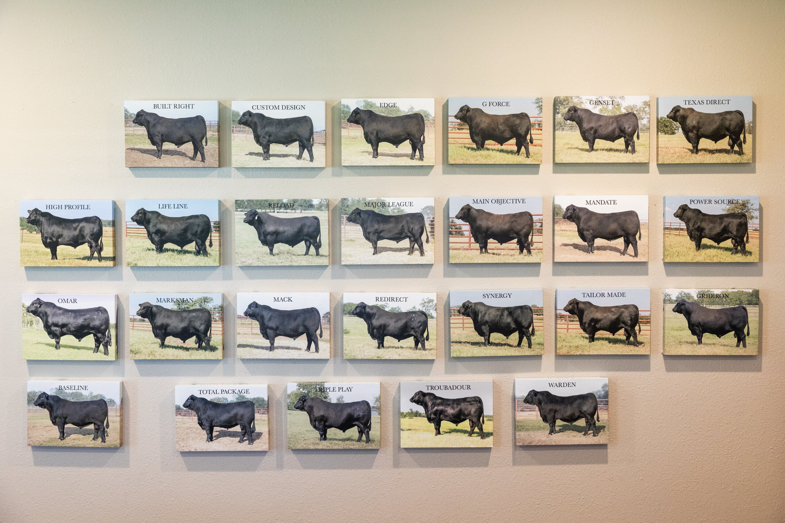 A wall of images showcasing Santa Rosa's stud bulls
