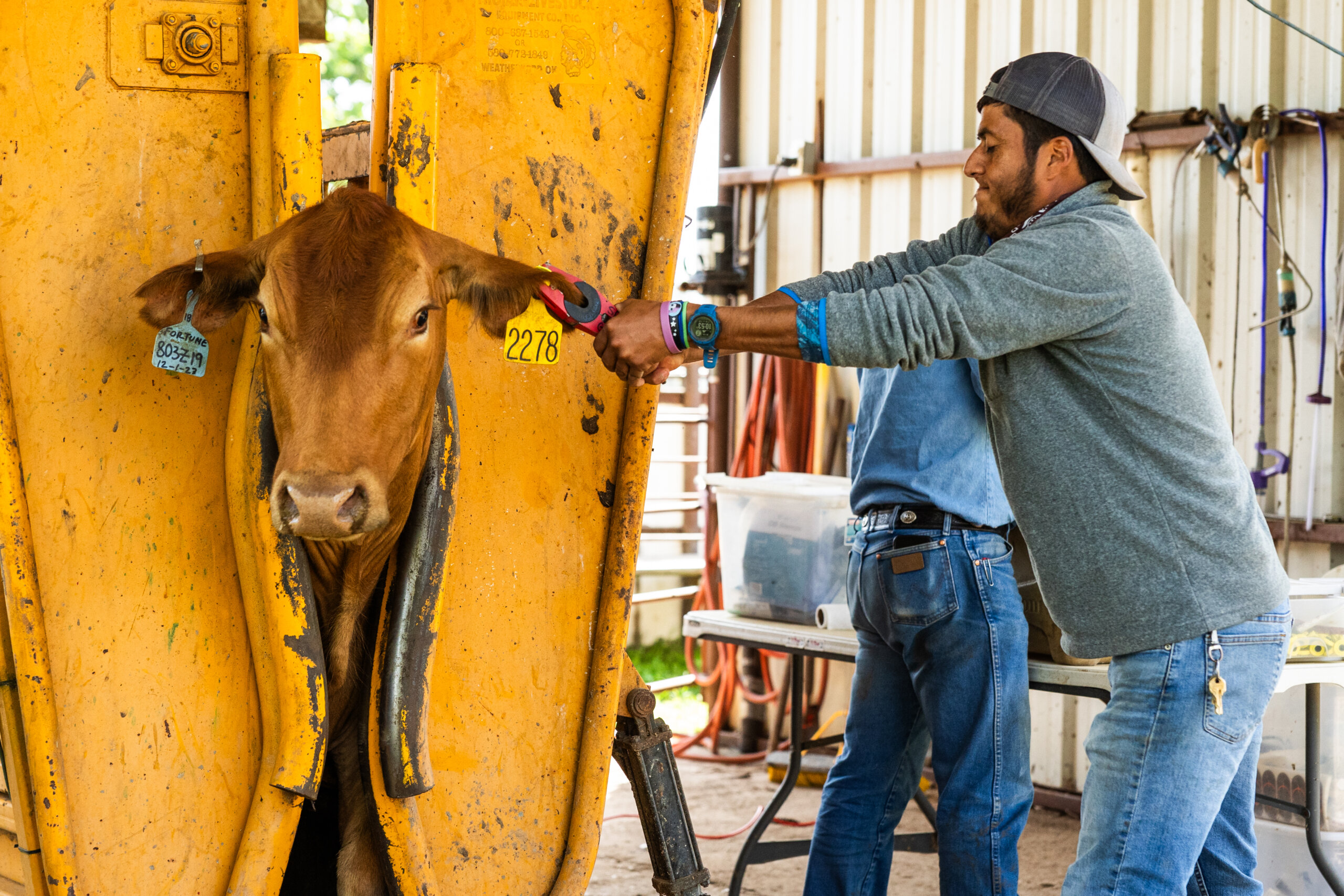 A worker at Santa Rosa Ranch tags the ear of a cow
