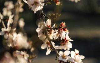A branch filled with fresh blossoms drapes from an almond tree in Madera, California