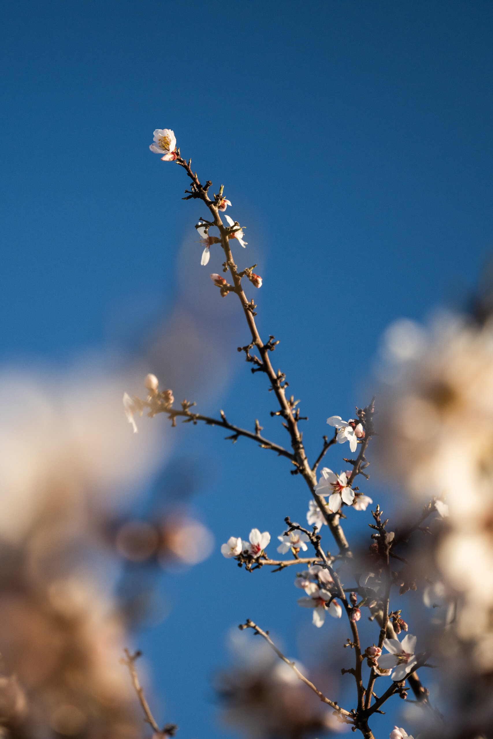 An outcrop from an almond tree with a blossom on the tip