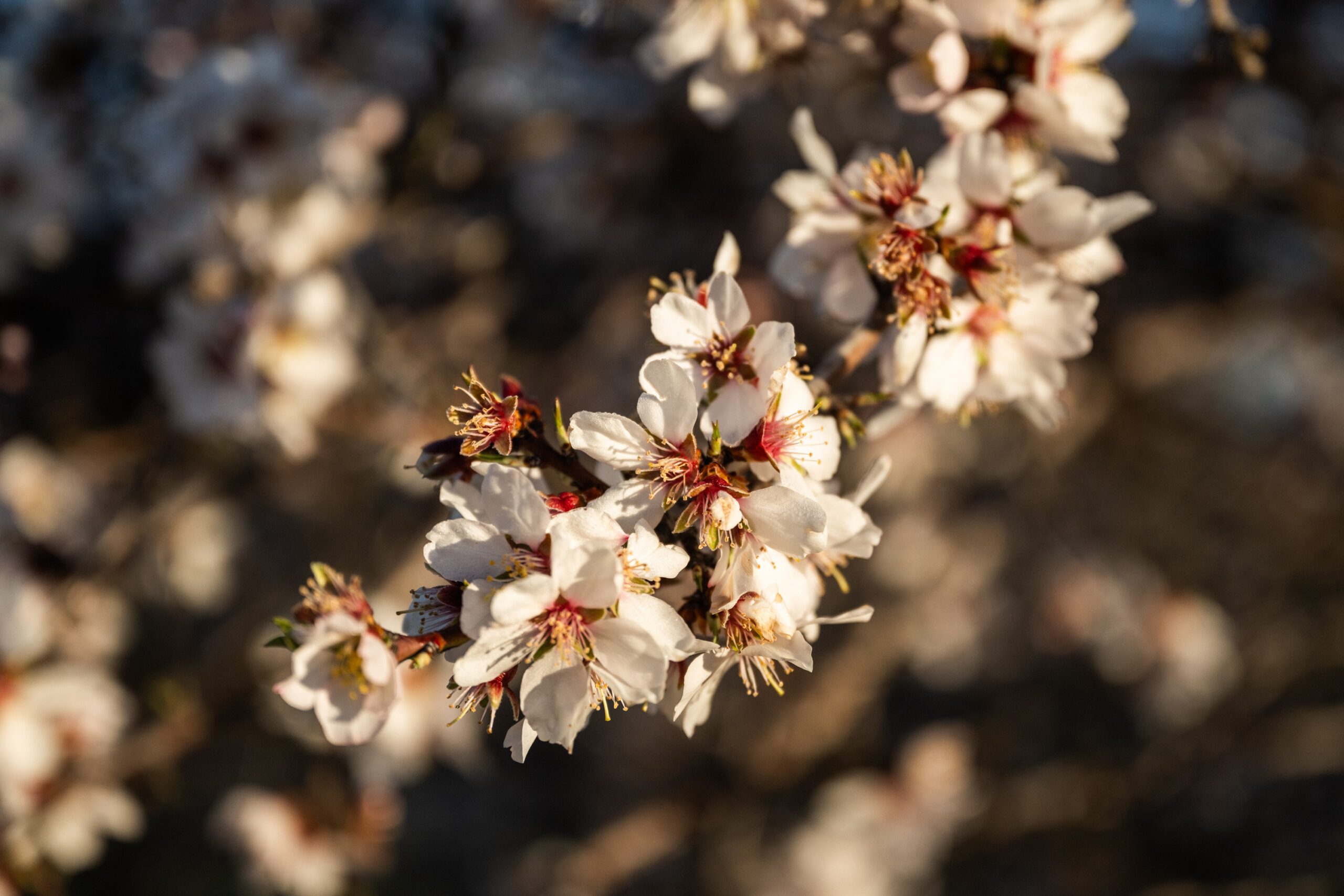 An almond tree branch in bloom along Central California's Blossom Trail