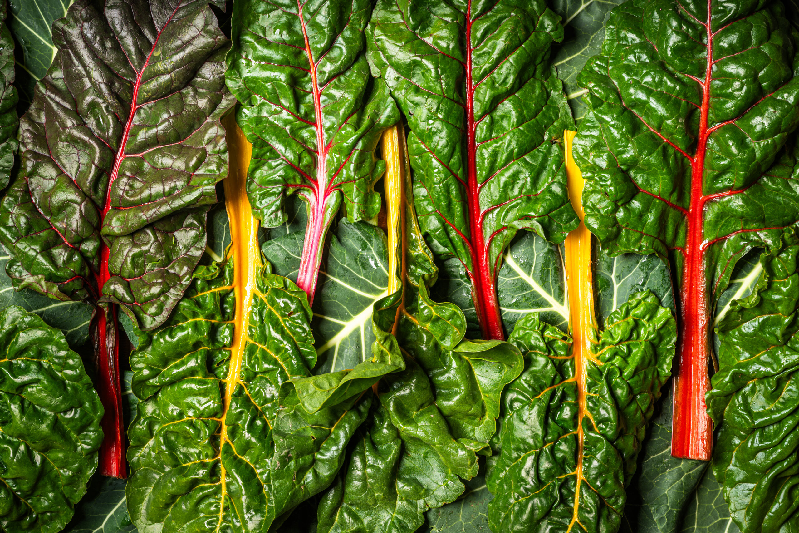A top-down portrait of rainbow chart and collards from Vessey Farms in Southern California