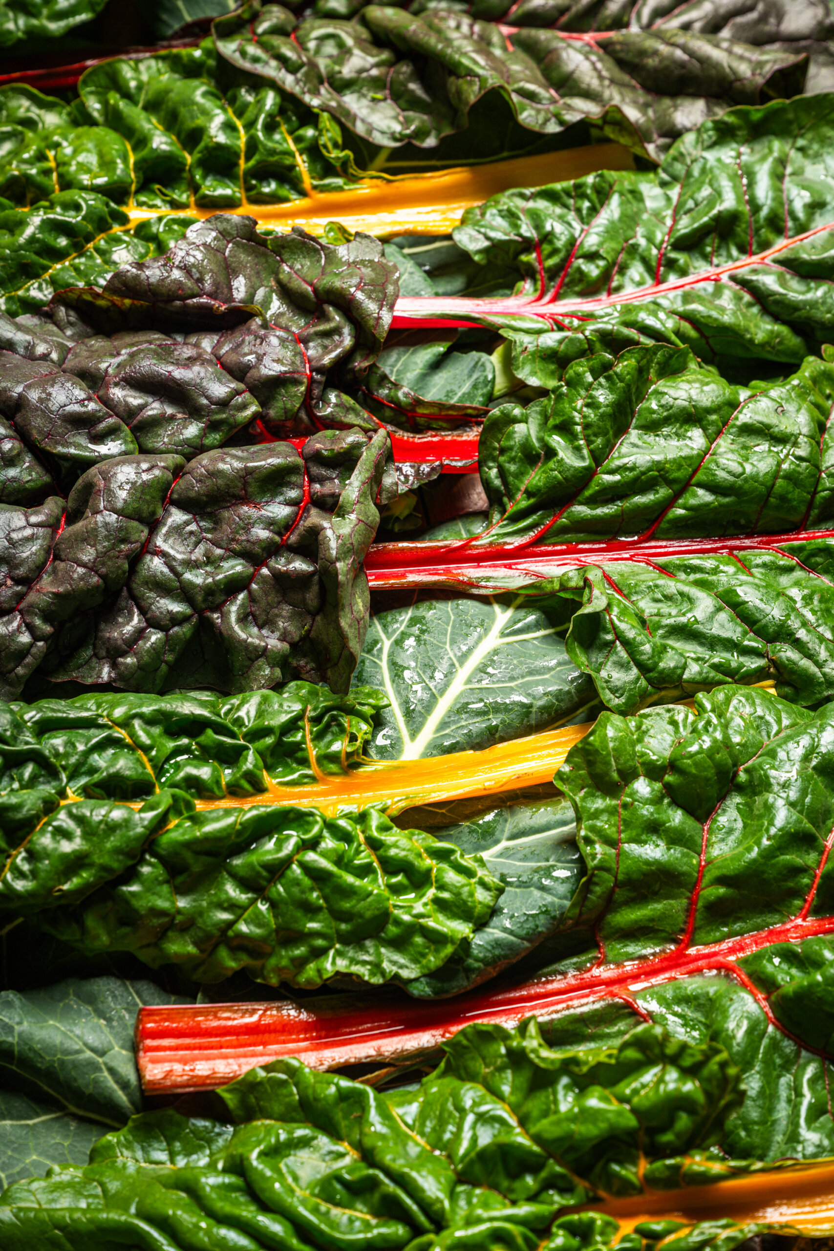 Colors and textures of rainbow chard and other leafy greens grown by Vessey Farms