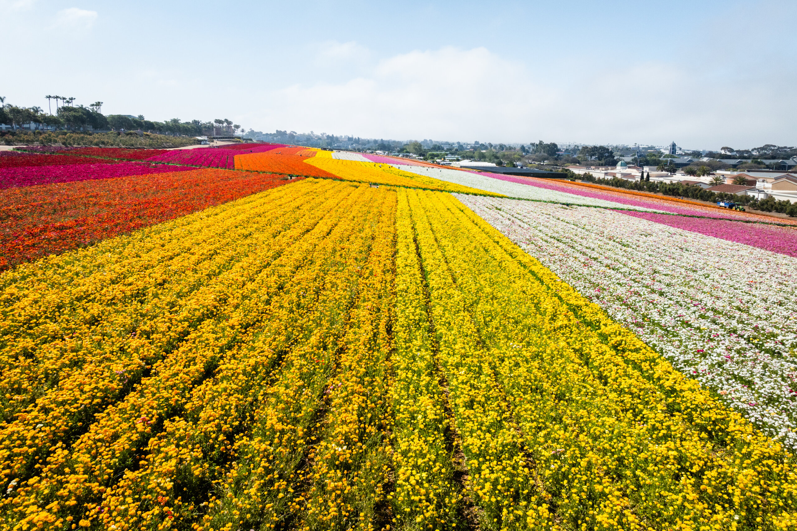 Vibrant colors of ranunculus planted in rows at The Flower Fields
