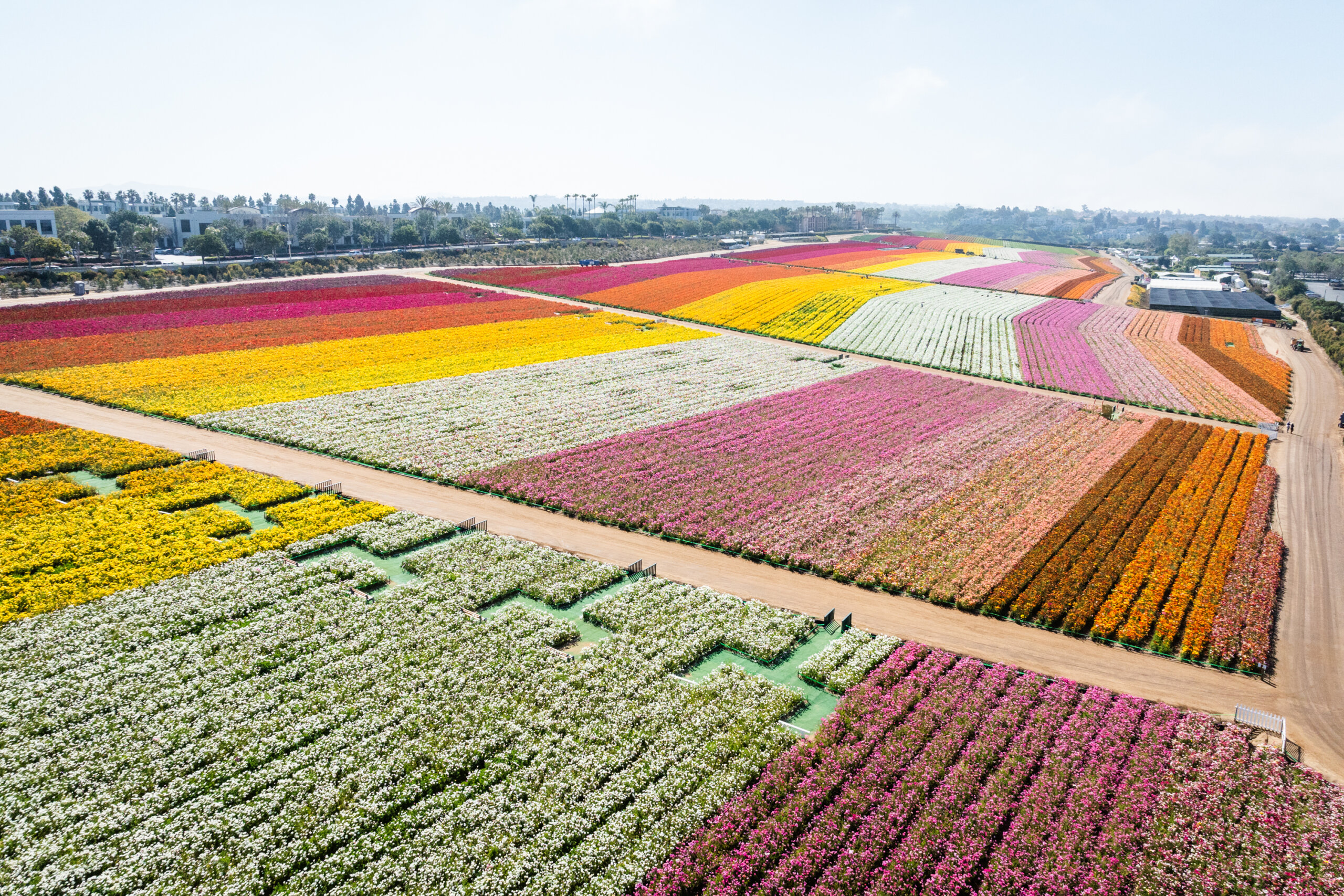 Aerial view showing the organized stripes of colors at The Flower Fields