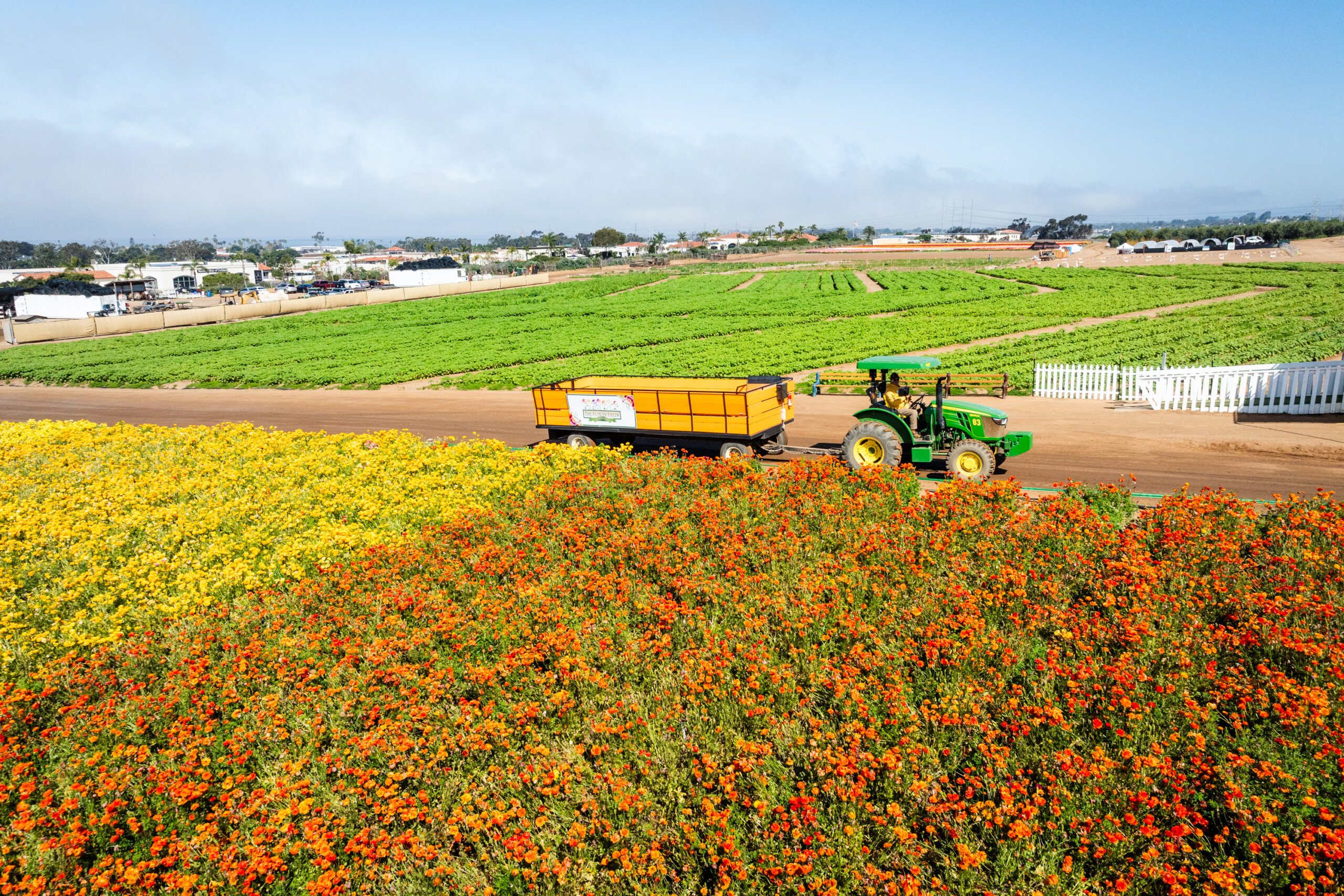 A tractor pulls a trailer filled with tourists around the perimeter of the ranunculus fields