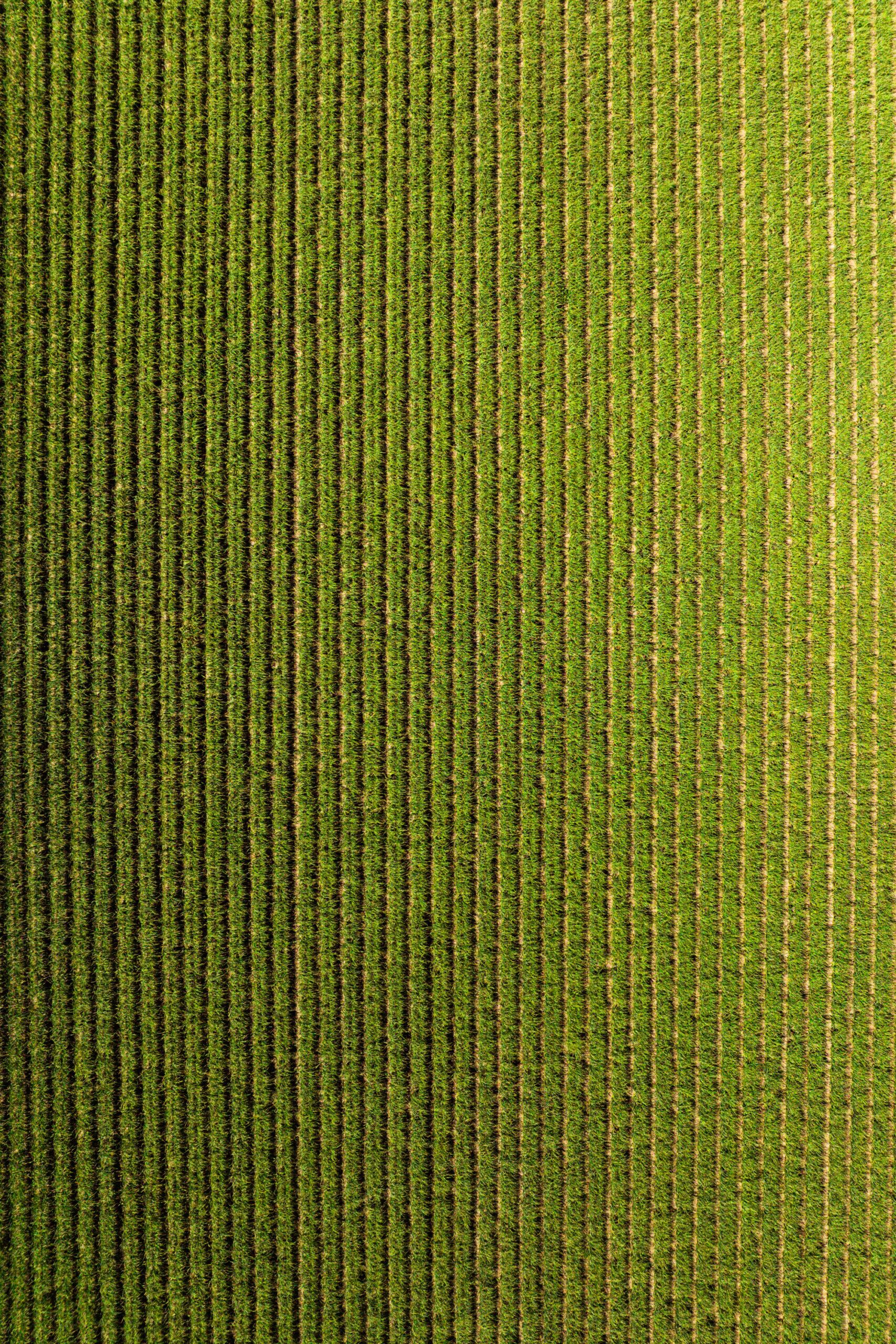 Aerial view of a garlic field near Watsonville, Calif.