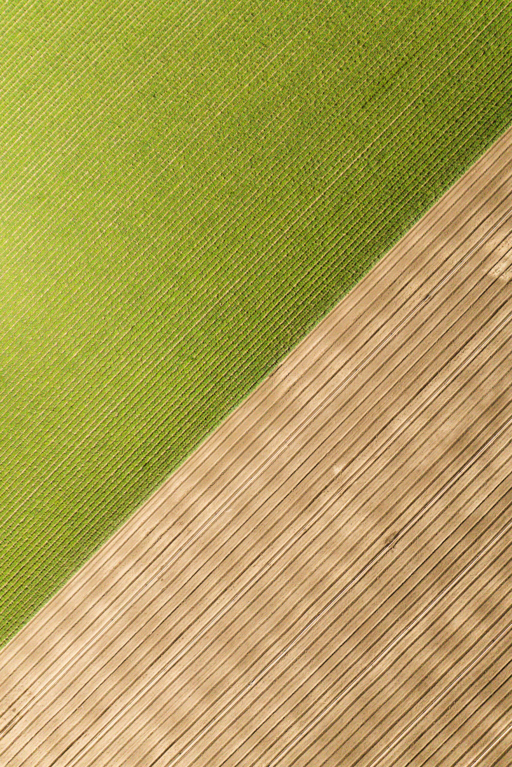 Aerial view of the textures created by rows of garlic and tilled soil
