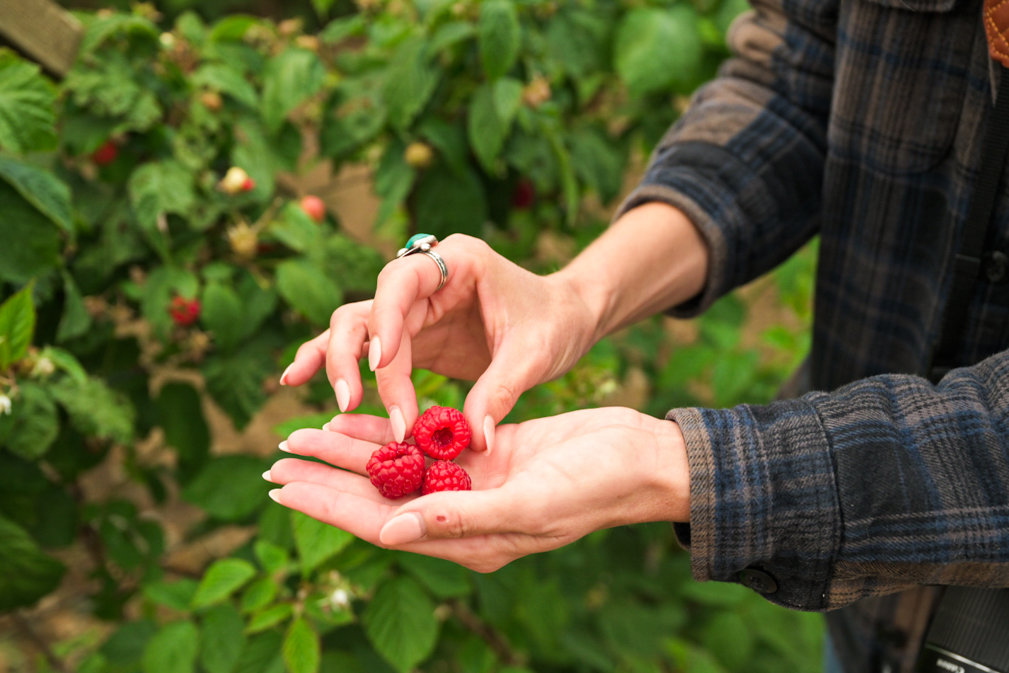 Red raspberries being picked by hand