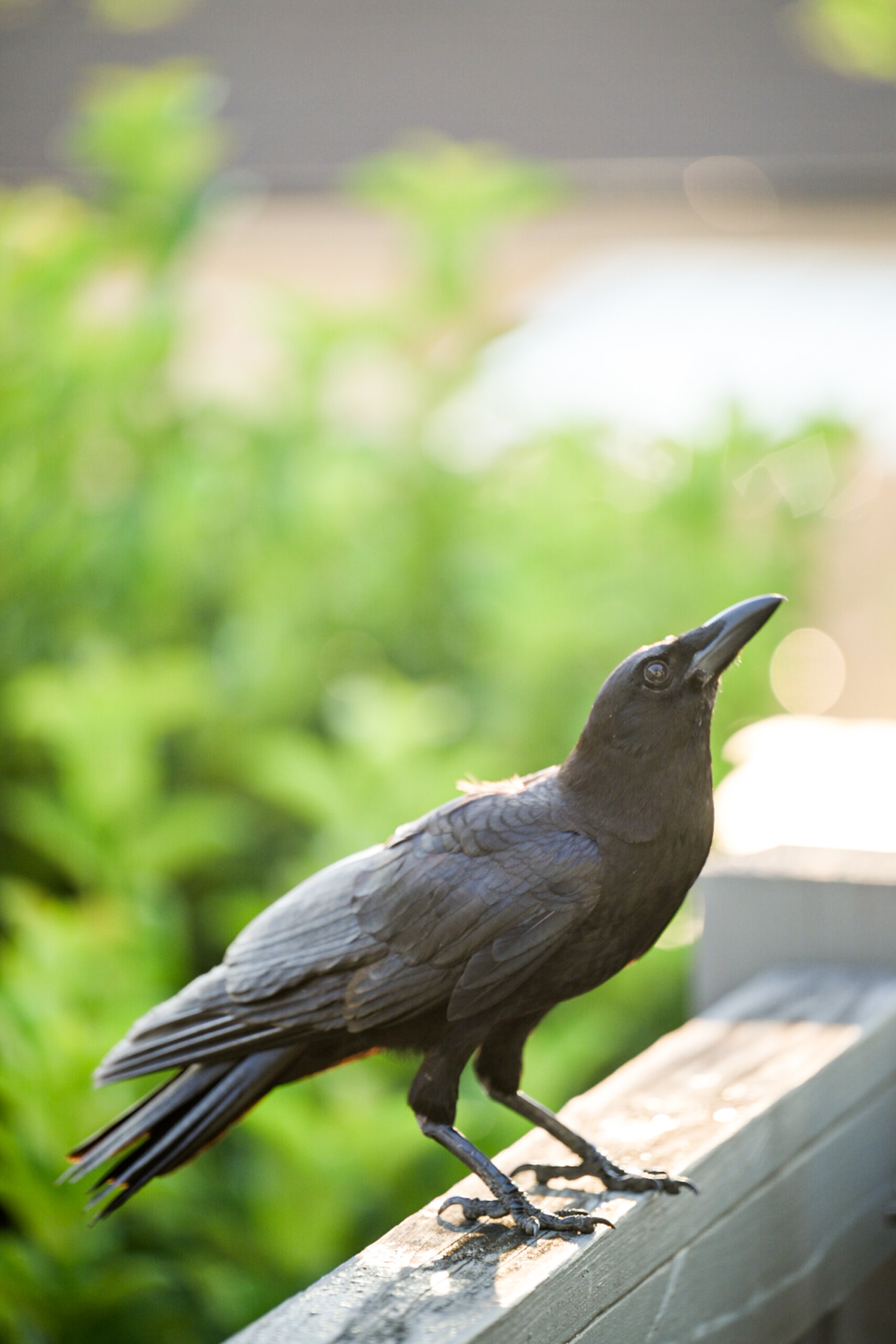 A black crow stands on a wooden railing with a blurry background of green foliage.