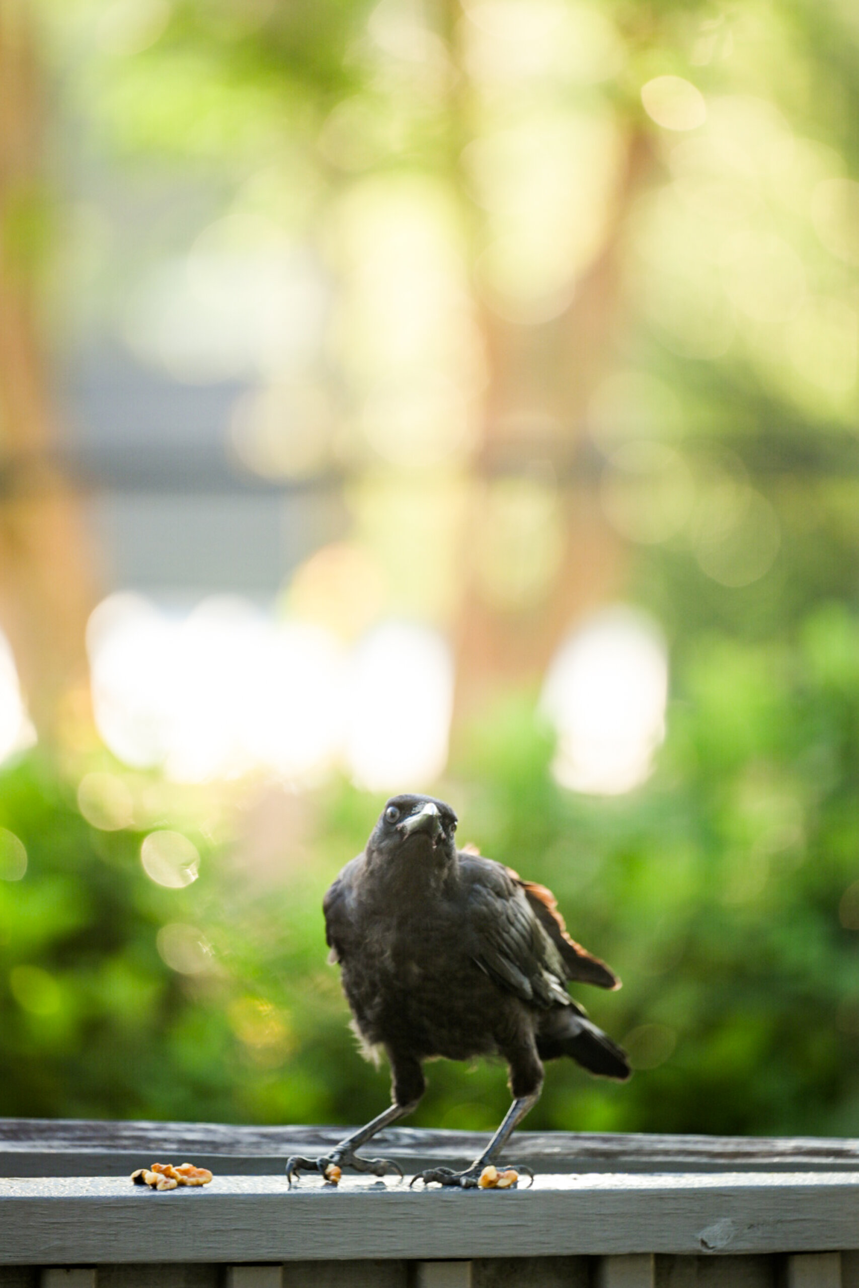 A black bird stands on a wooden surface outdoors. There are small pieces of food scattered around its feet. The background is a bokeh effect of green foliage and blurred light.