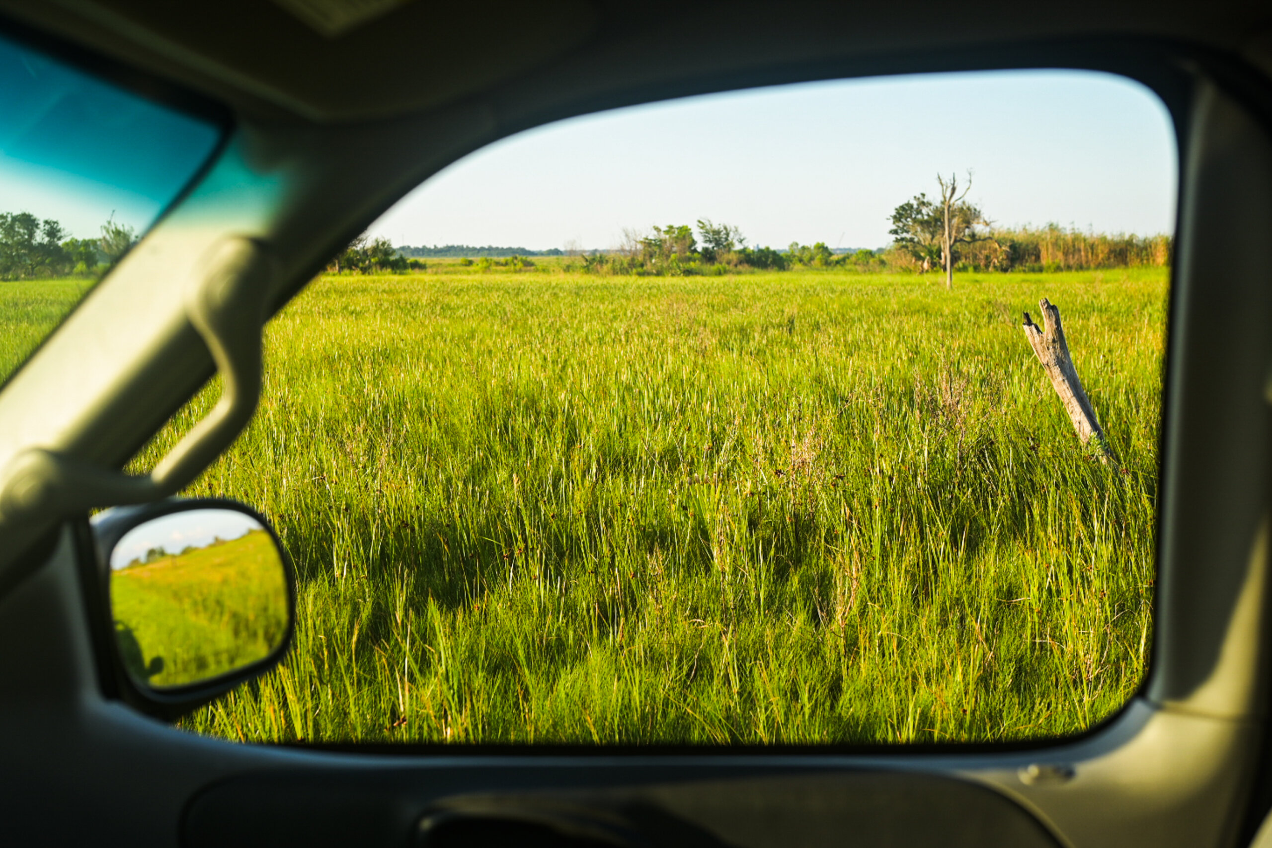 View of green marsh grasses and ghost oaks, seen through the open window of a vehicle.