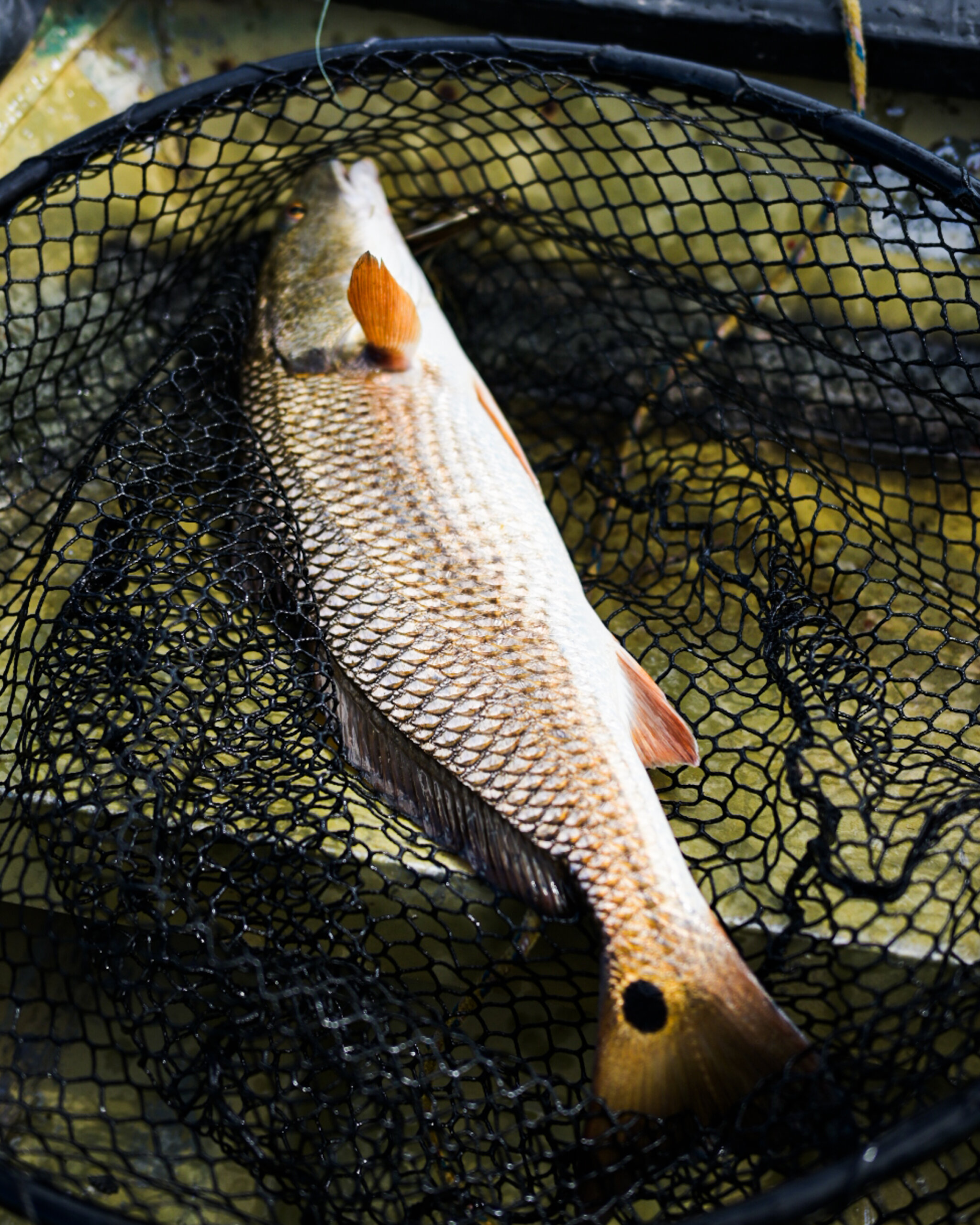 A freshly caught redfish in a black fishing net across the bow of a jon boat.