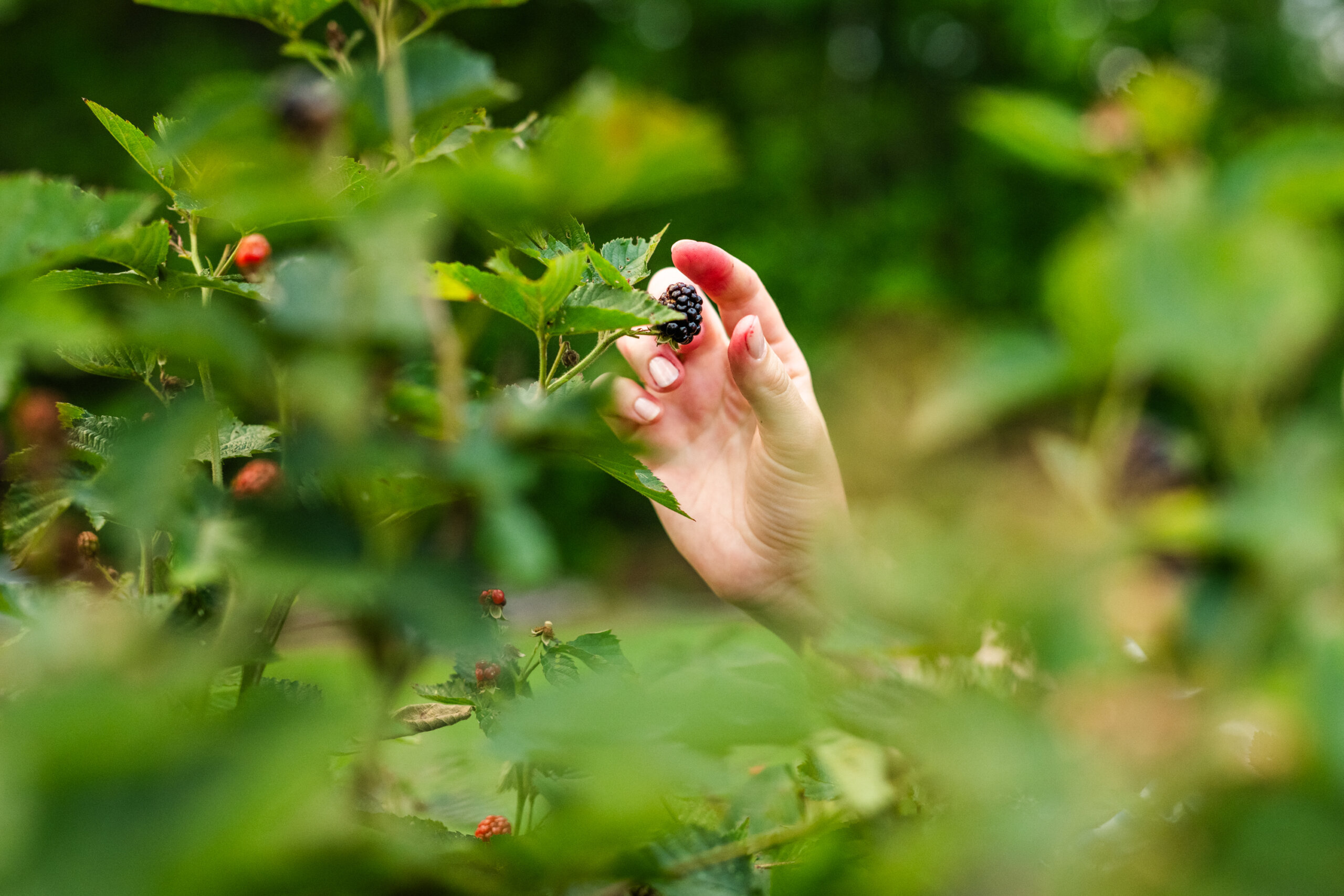 Hand reaching through foliage to pick a ripe blackberry.