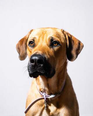 A brown dog with a black nose and alert expression is wearing a purple collar against a plain white background.