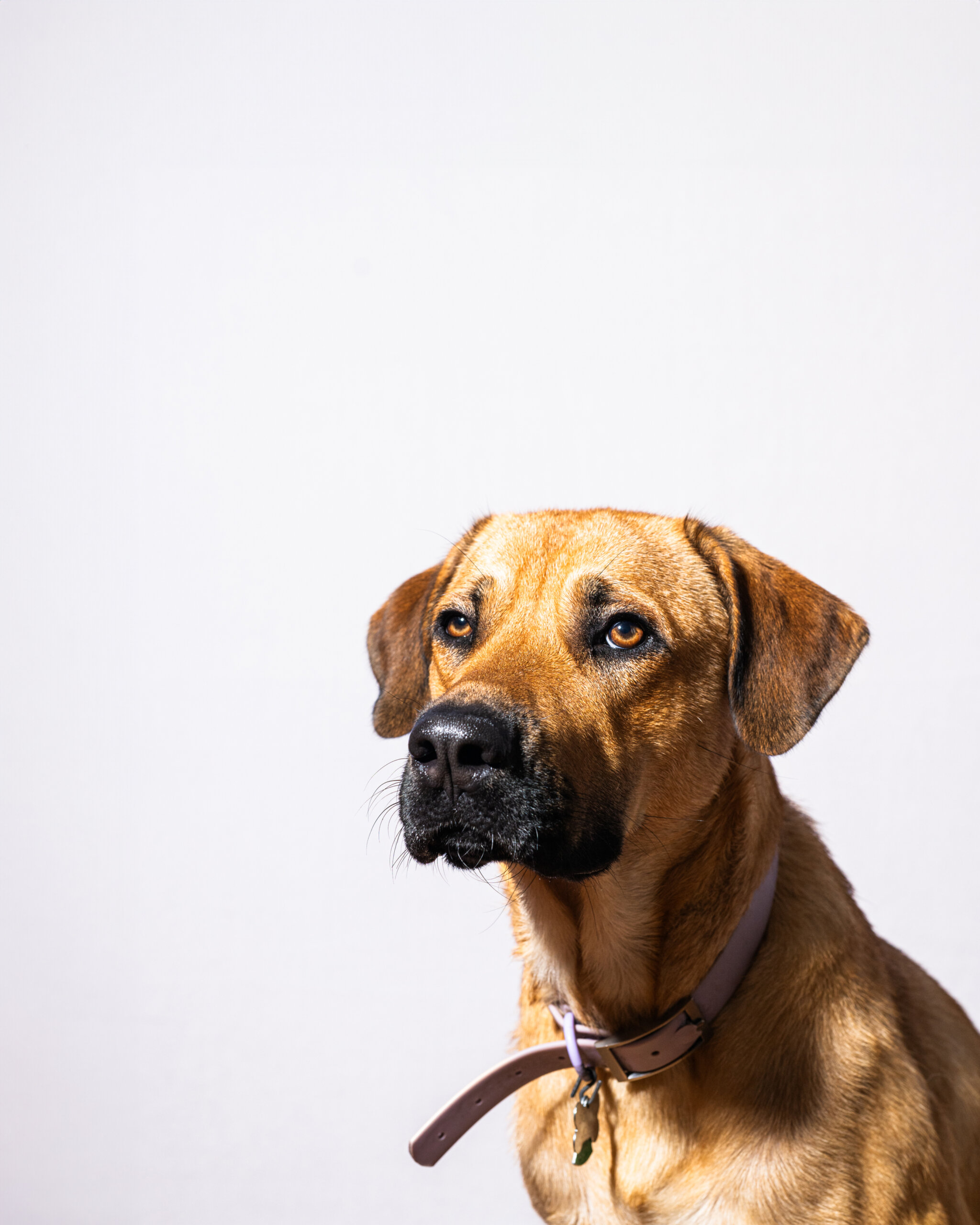 Studio portrait of a New Orleans dog named Domino