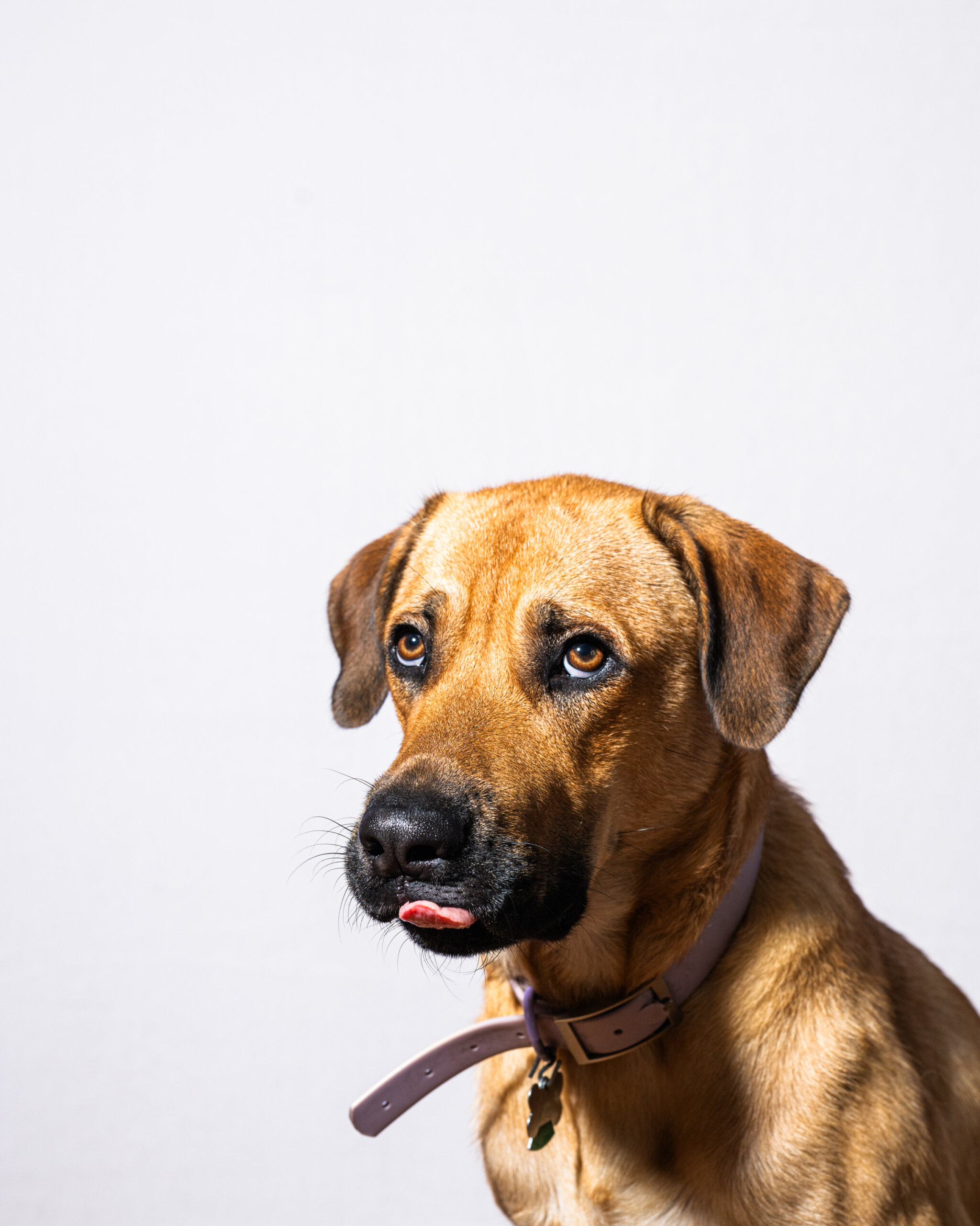 Cute outtake of Domino sticking her tongue out