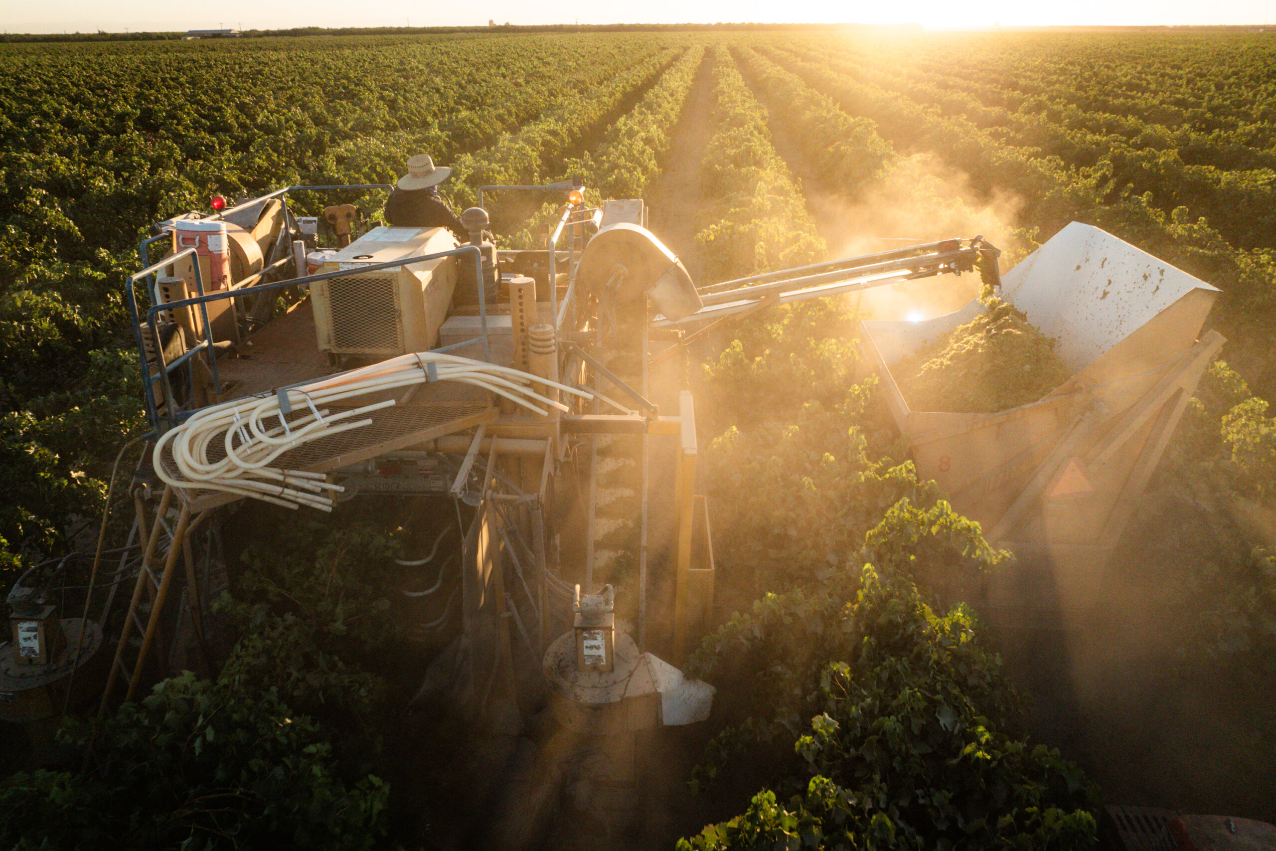 A grape harvester machine processes grapes in a vineyard at dusk, emitting dust as it collects the fruit into a container.