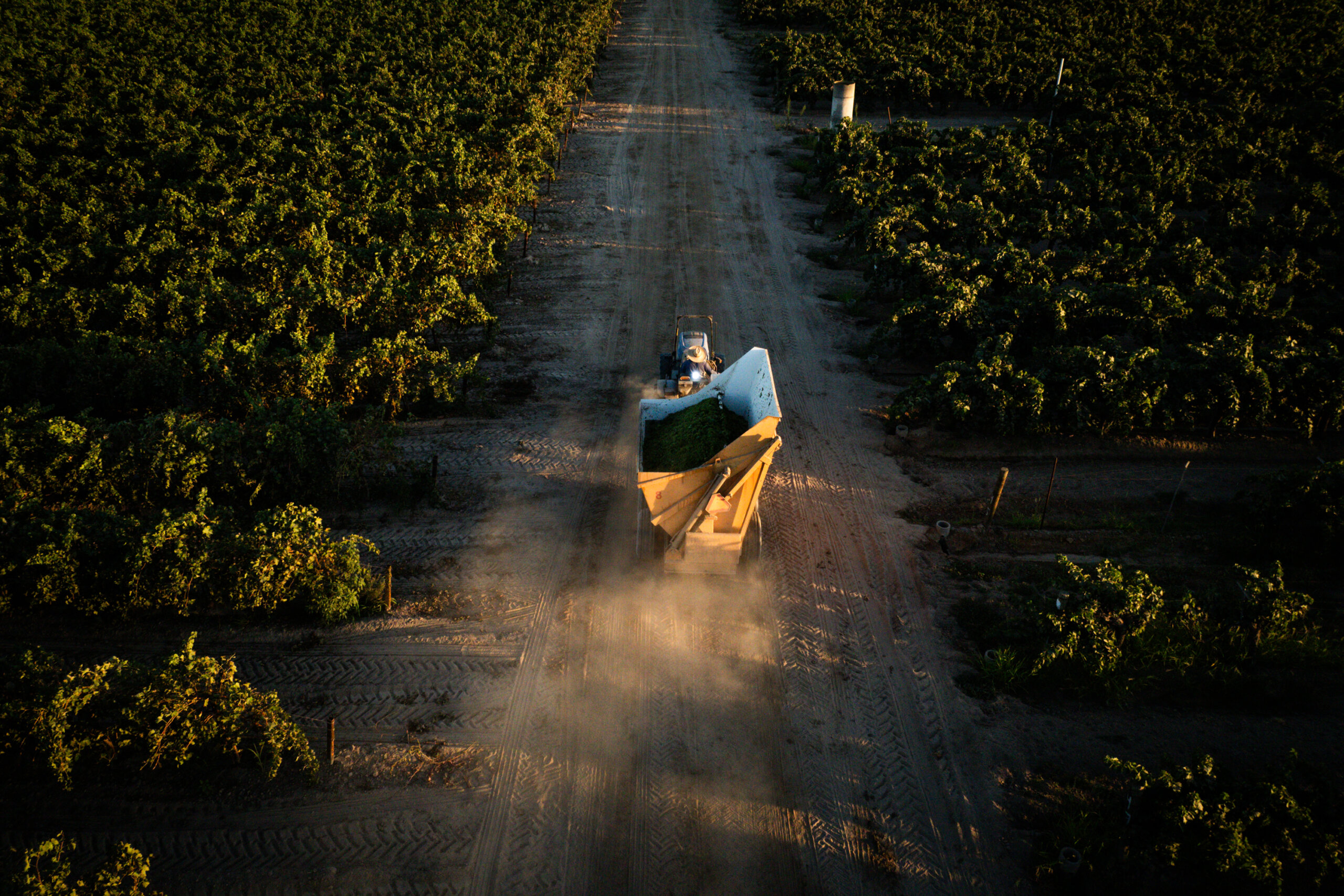 A vehicle drives down a dirt path through a vineyard, carrying a large load of grapes, leaving a trail of dust in its wake.