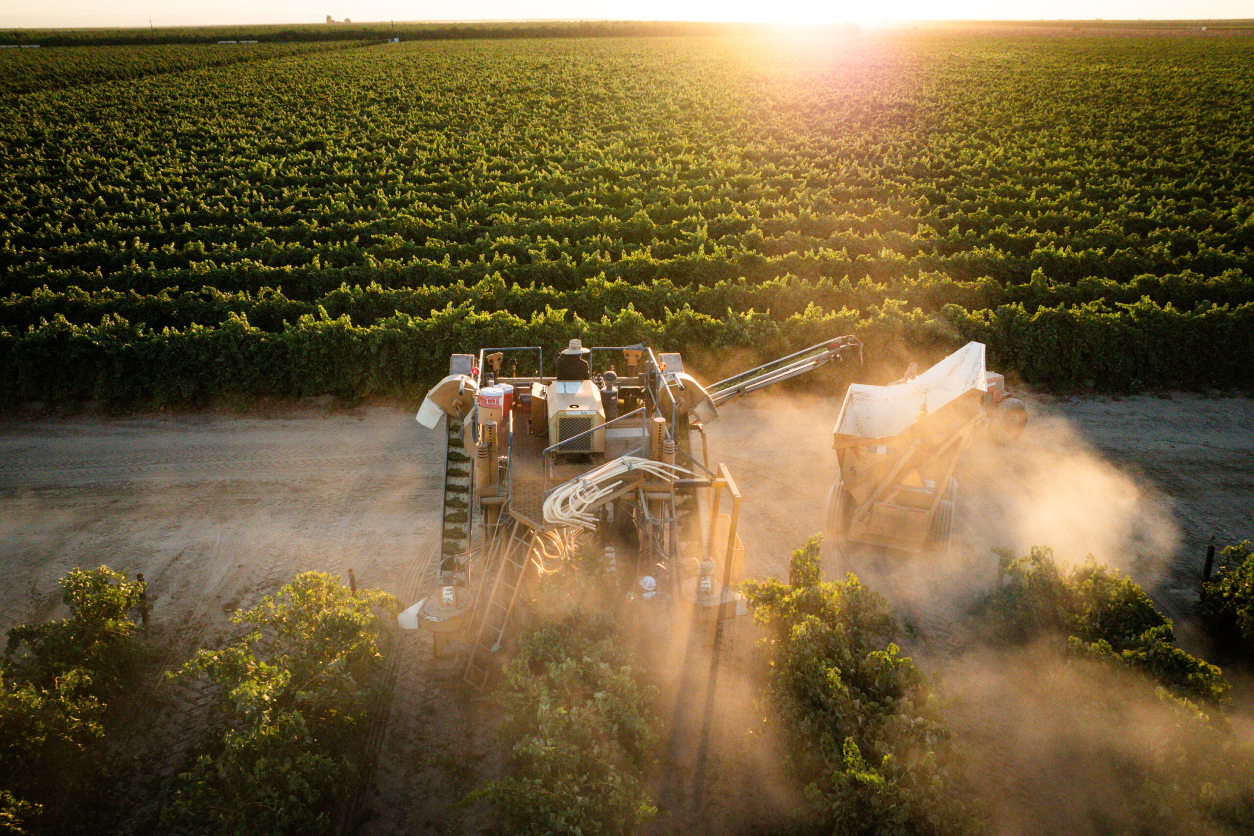 Aerial view of a large agricultural machine working in a vineyard at sunset, kicking up dust as it harvests rows of grapevines.