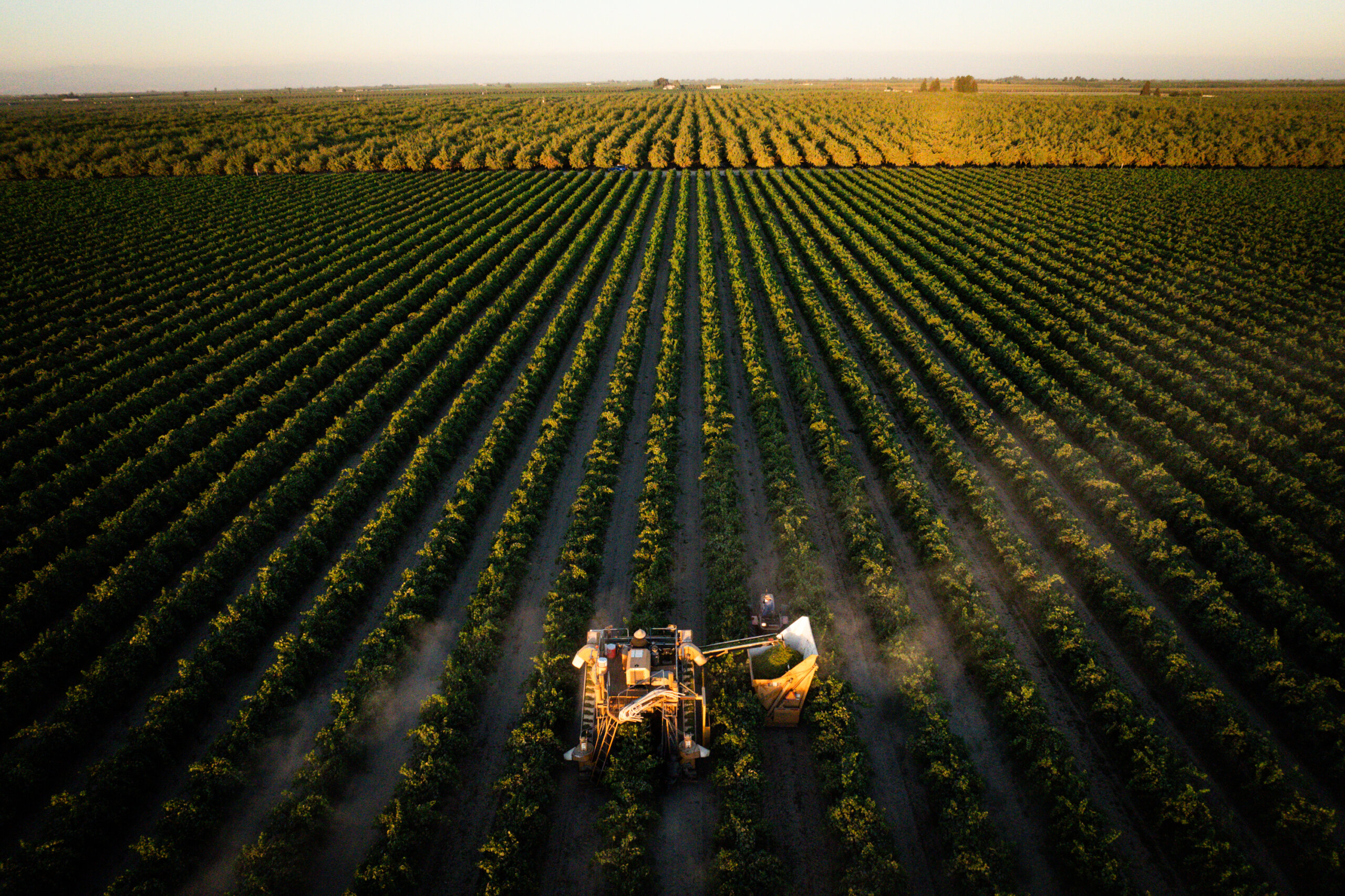 An aerial view of a mechanical grape harvester operating in a vast, orderly vineyard at dusk, with long shadows cast along the rows of grapevines.