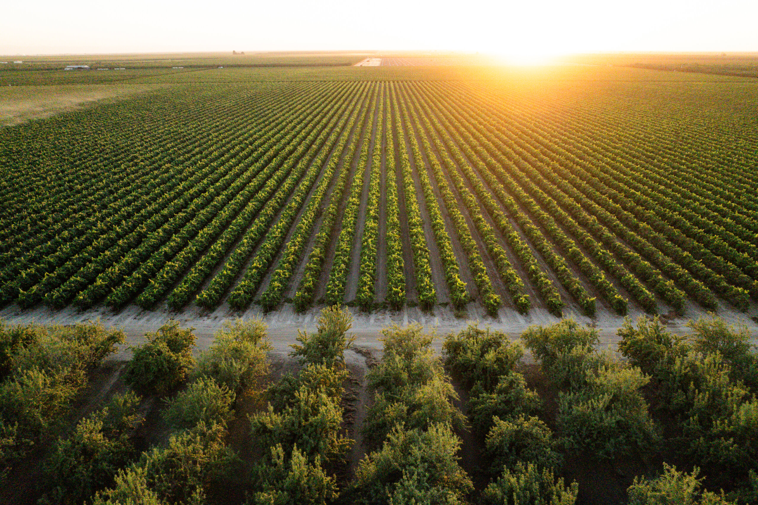 Aerial view of a large, neatly organized farmland with parallel rows of crops stretching towards the horizon at sunset.