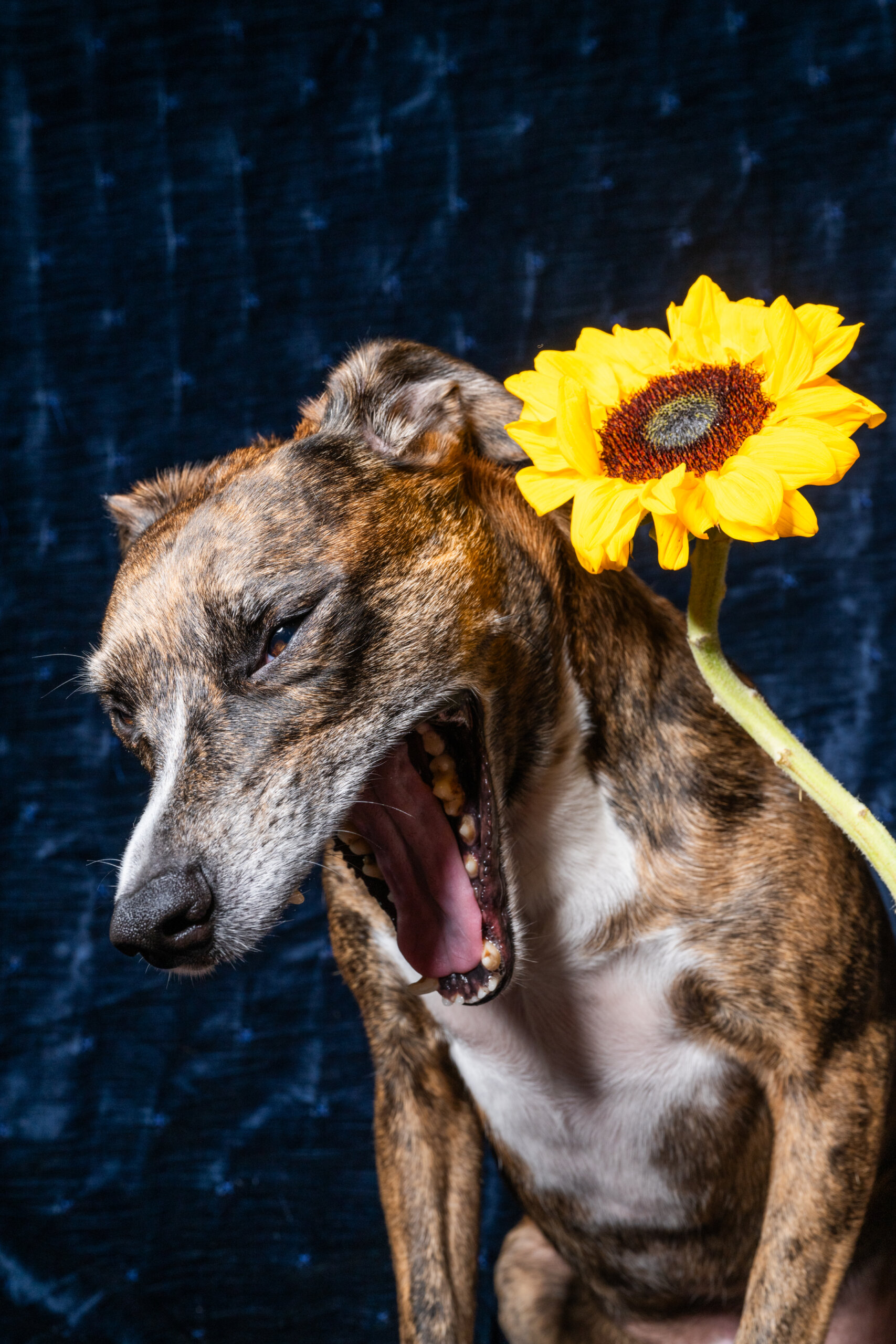 A brindle dog yawns widely while a bright yellow sunflower rests by its ear against a dark blue background.