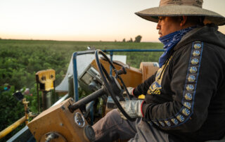 A harvest crew member operates large machinery in a vineyard at sunset.