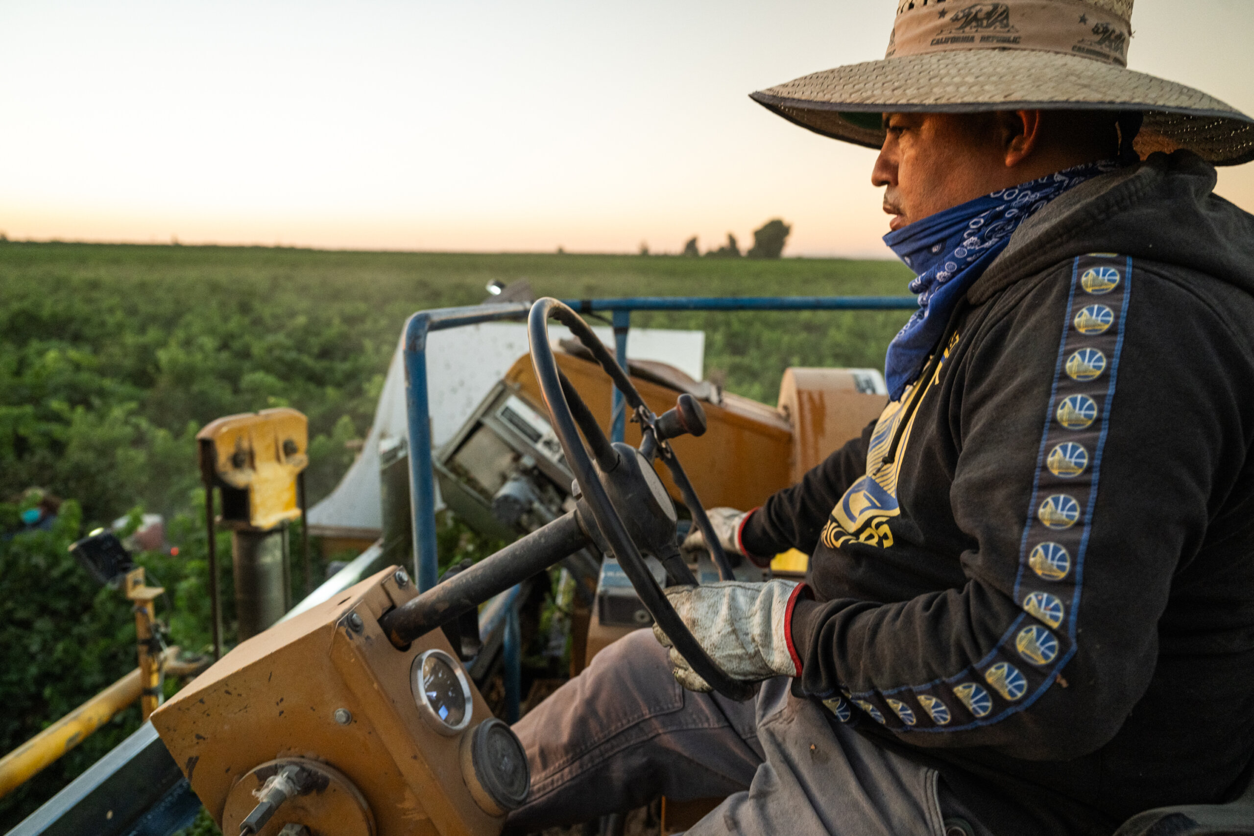 A harvest crew member operates large machinery in a vineyard at sunset.