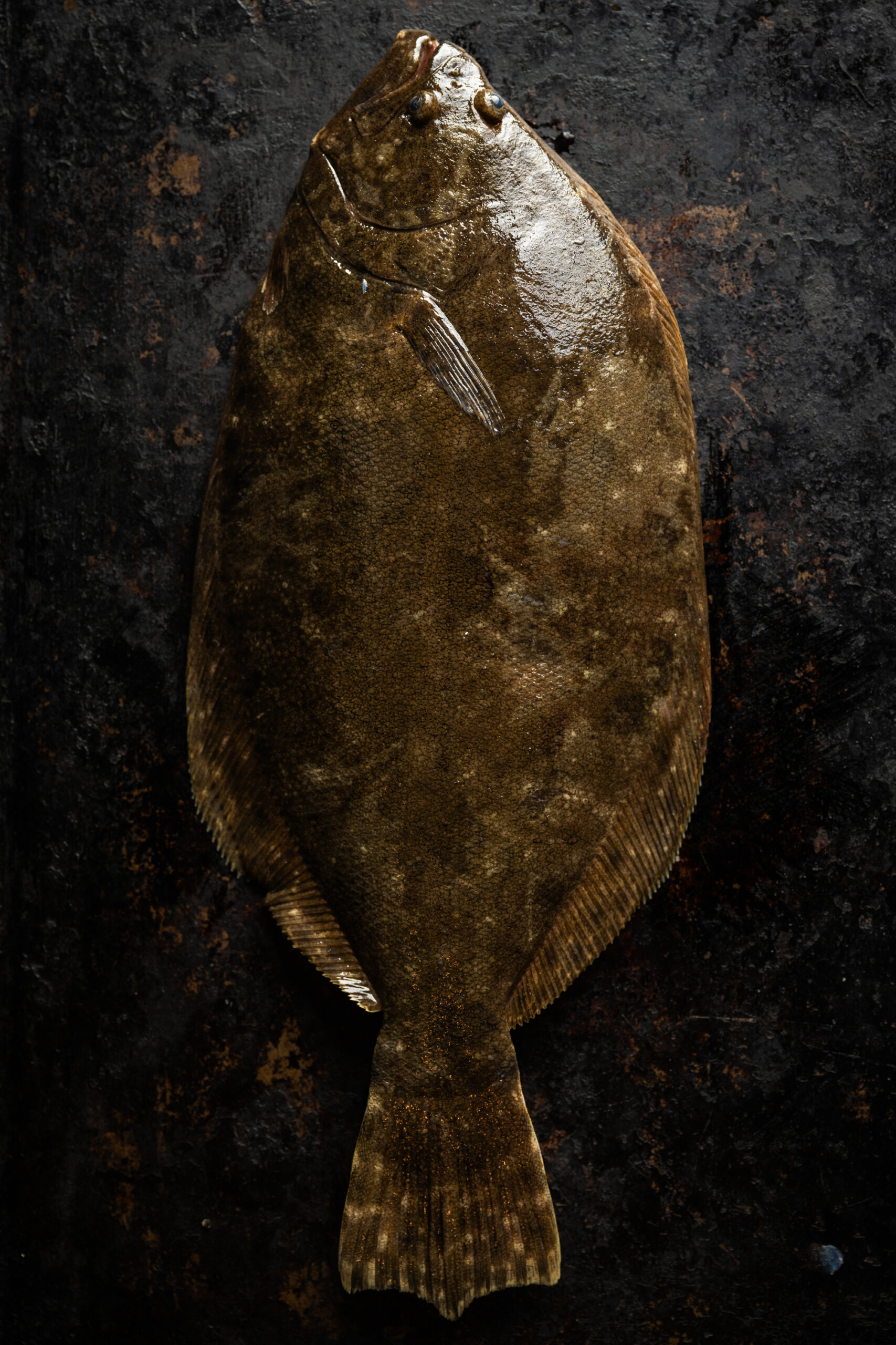 A whole flounder fish displayed on a dark, textured surface. The fish has a flat, oval shape and mottled brown coloring.