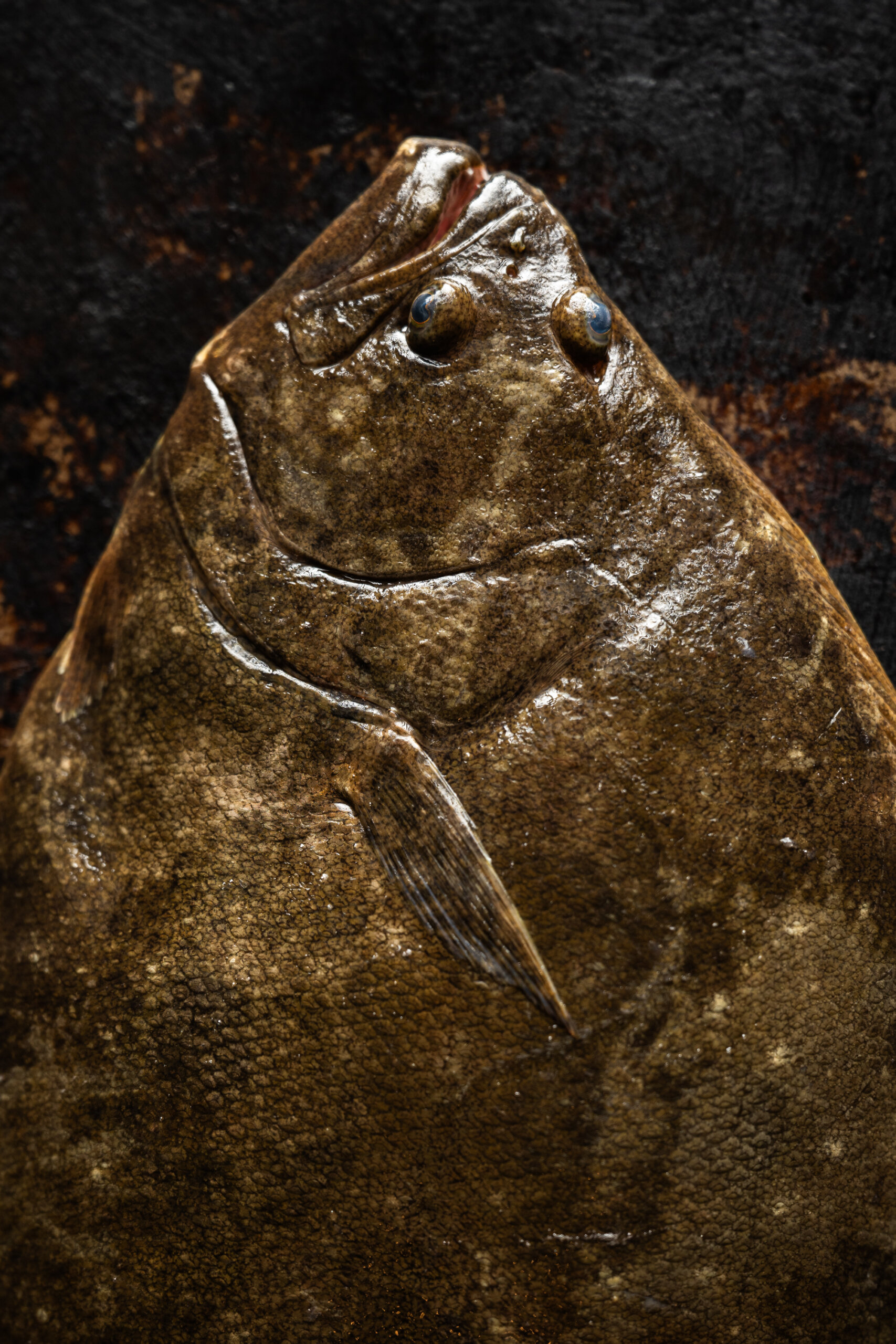 Close-up of a raw, dark-colored flounder with textured skin against a dark background. The fish's eyes and fin are visible.