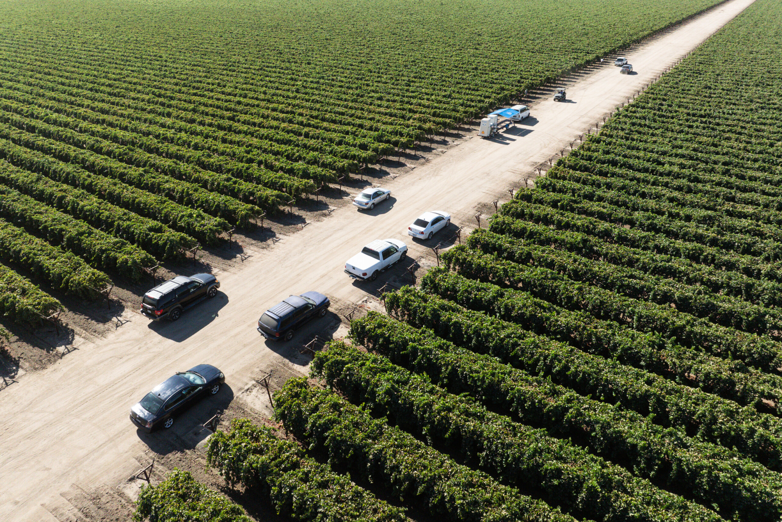 Aerial view of cars lined up between rows of grapevines.