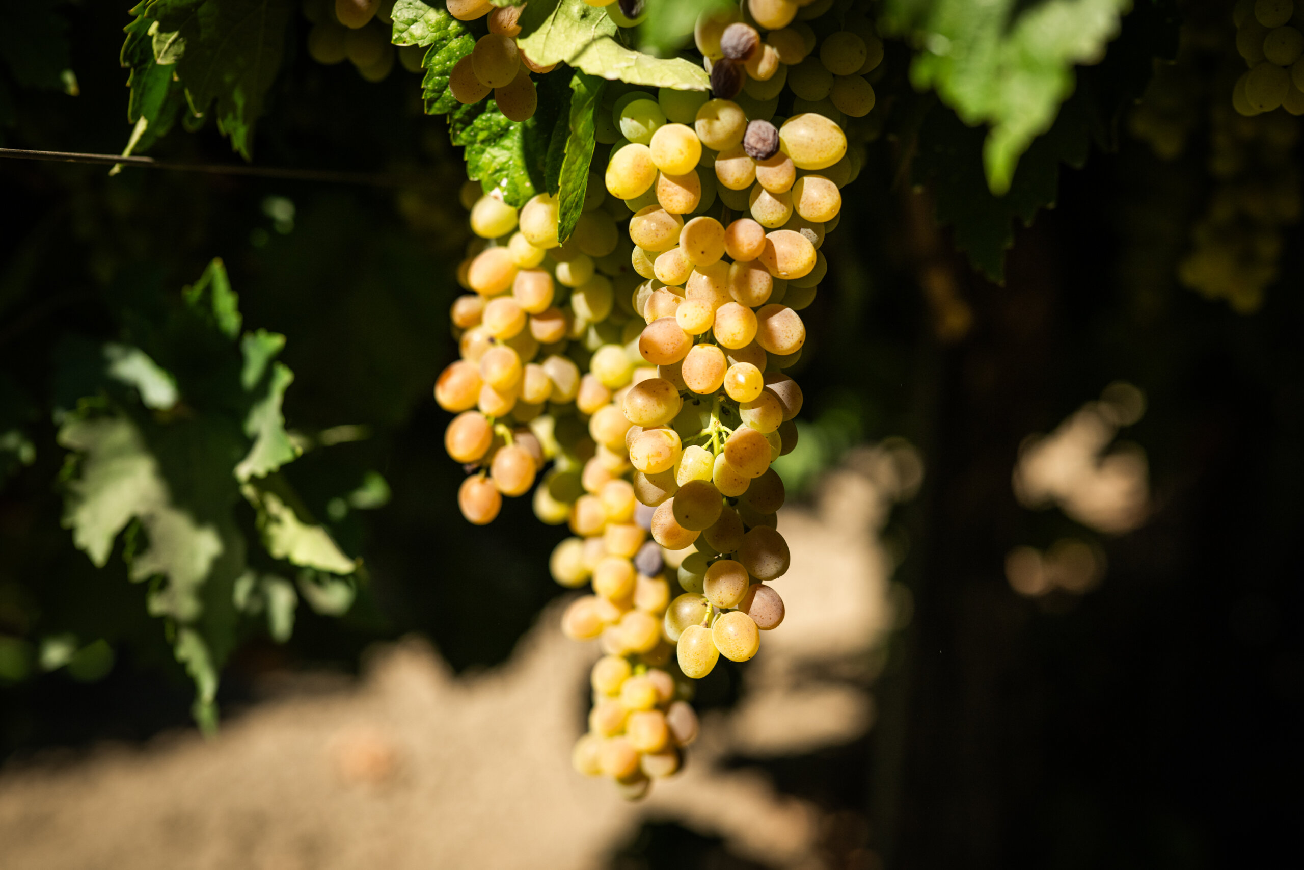 Once the canes are clipped, the grapes will dry into raisins while still hanging on the vine.