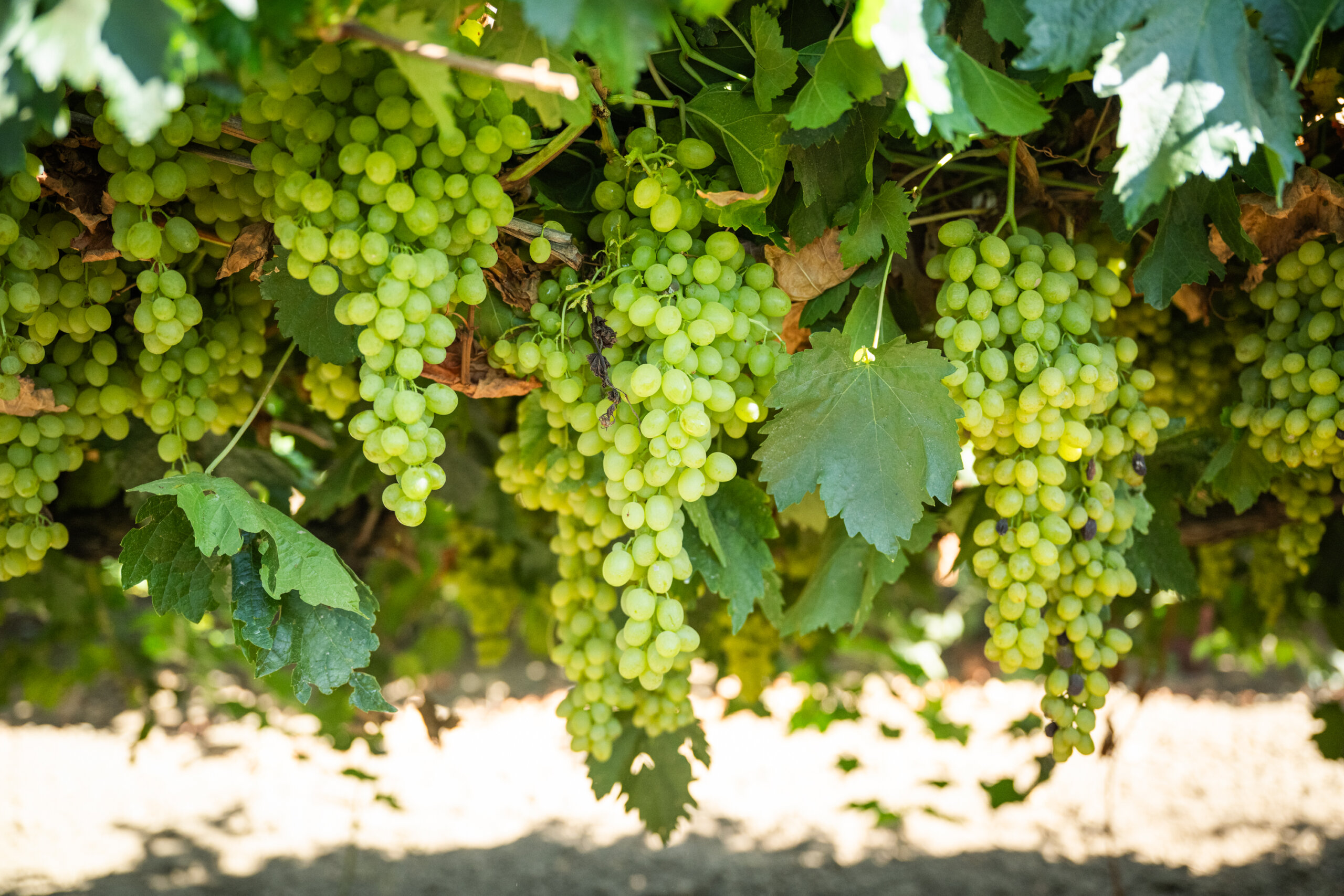 Mature grapes on the vine, ready to dry