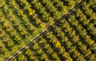 Aerial view of an apple orchard at Gowan's Heirloom Ciders in Philo, California