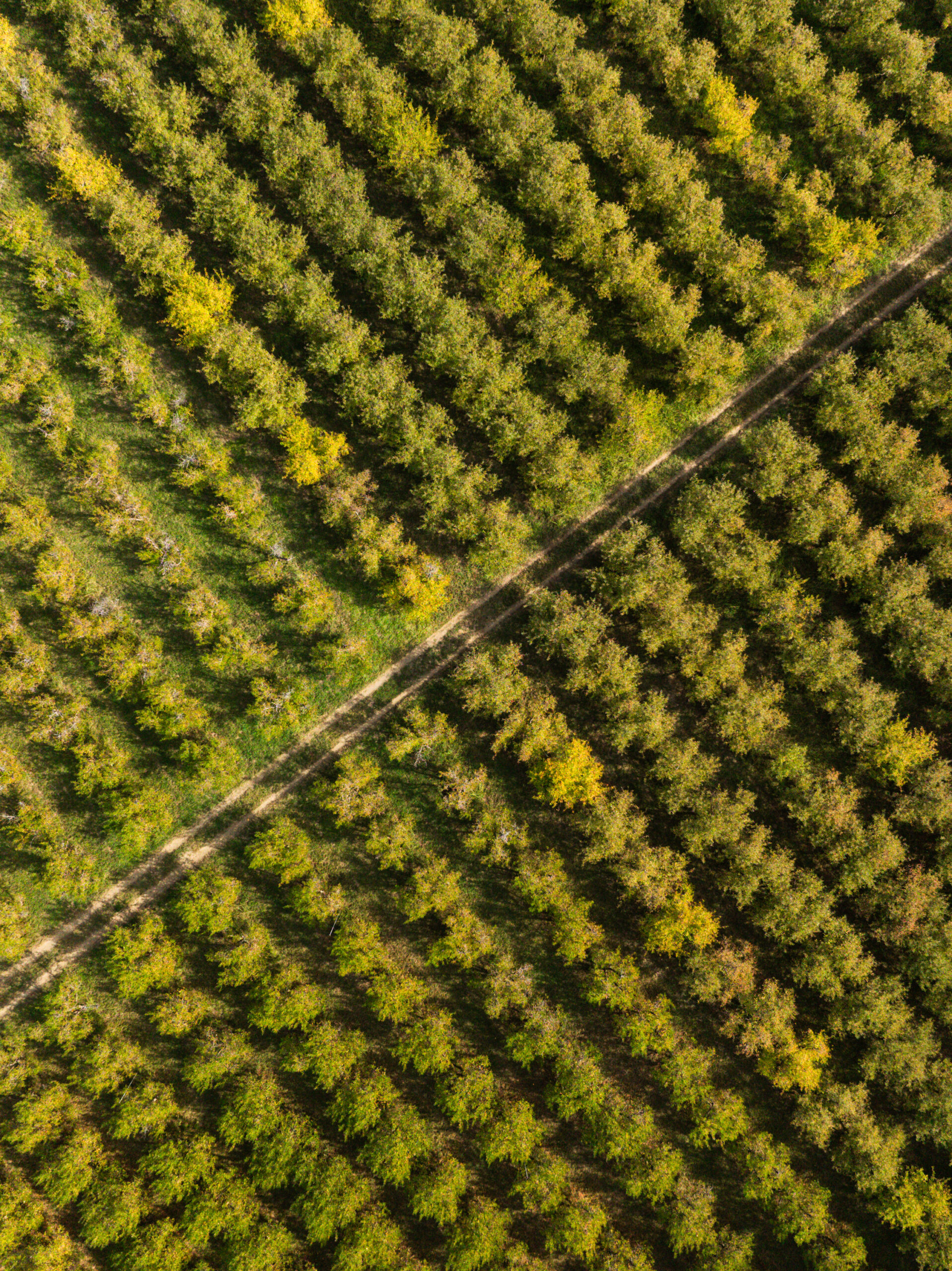 Aerial view of an apple orchard at Gowan's Heirloom Ciders in Philo, California