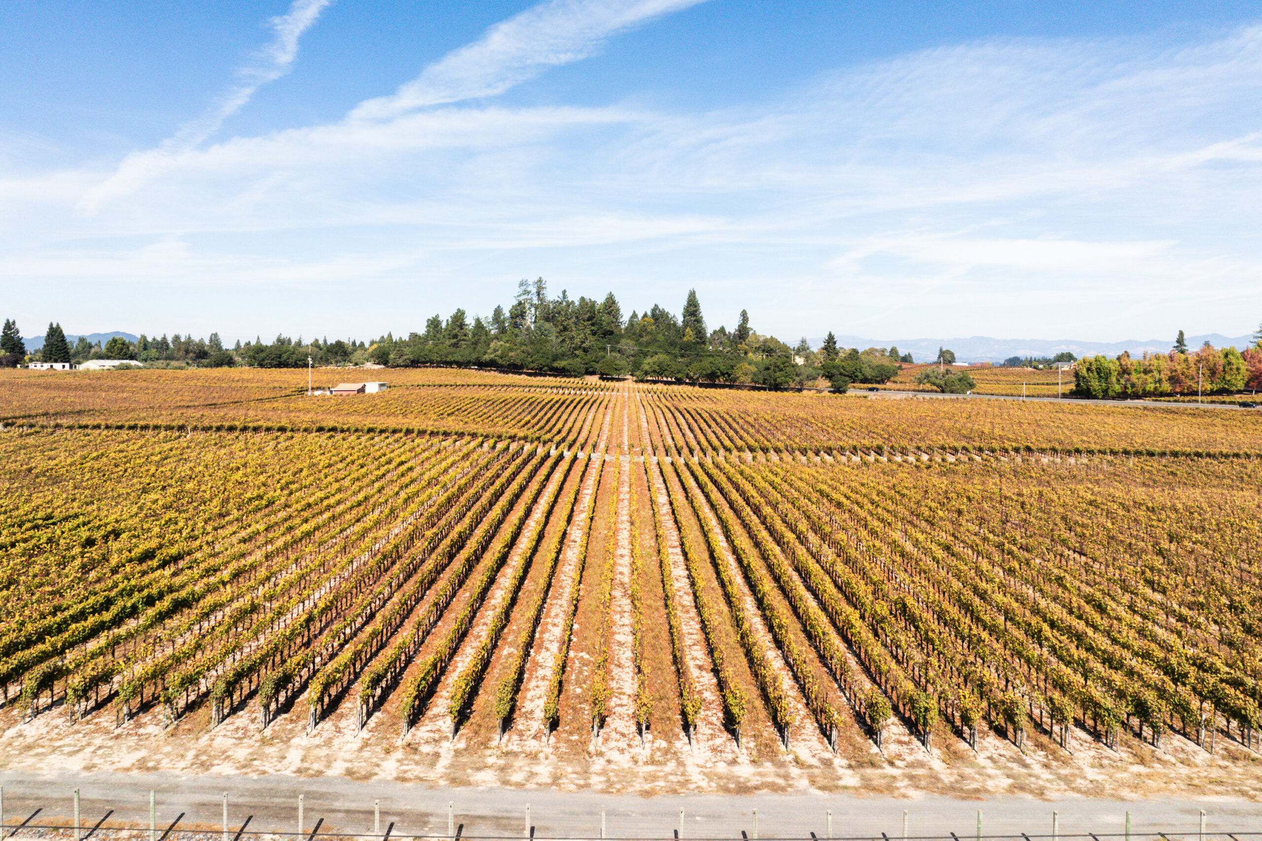 Drone photo of dry-farmed vines after harvest