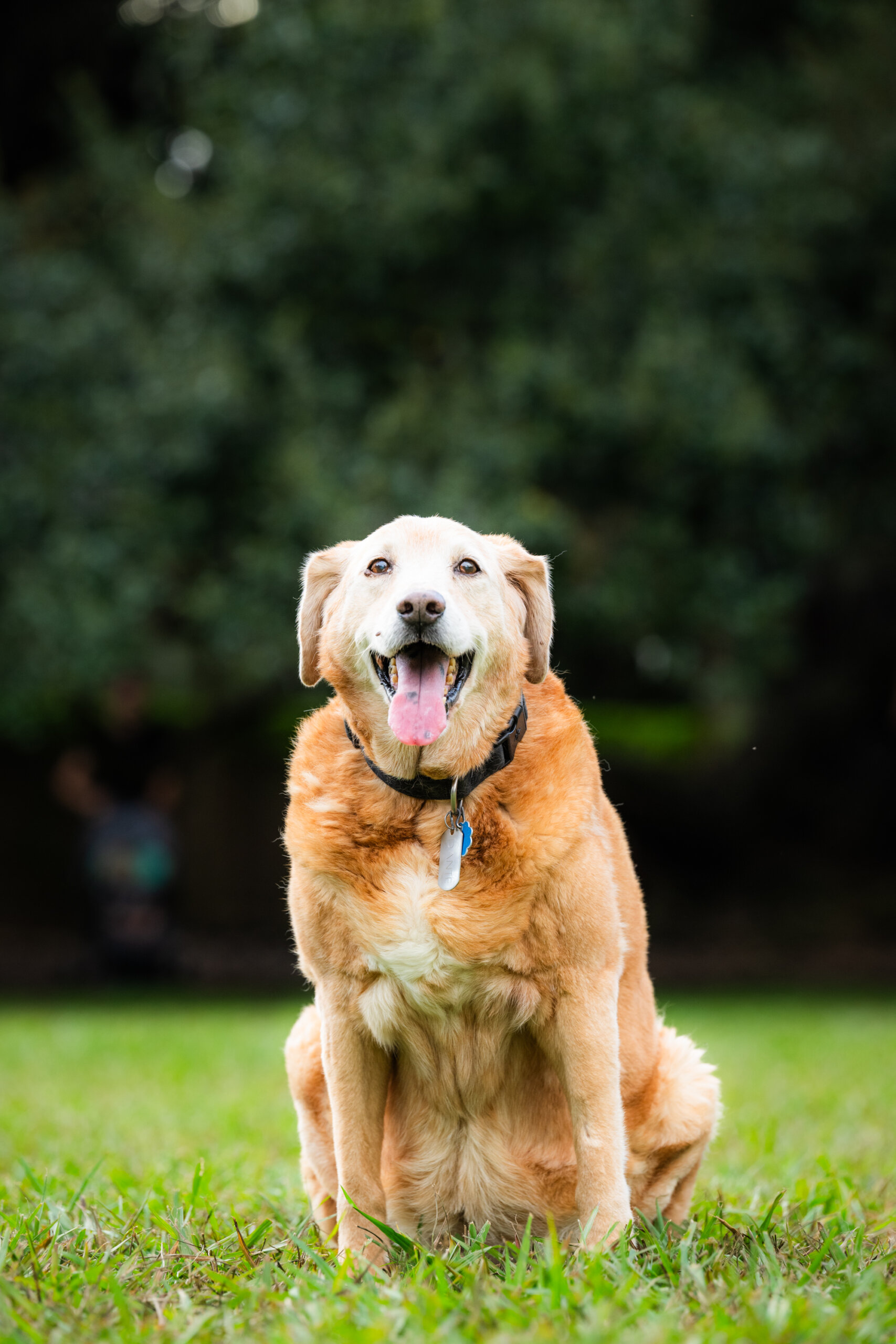 Portrait of a 15 year old yellow laborador mix