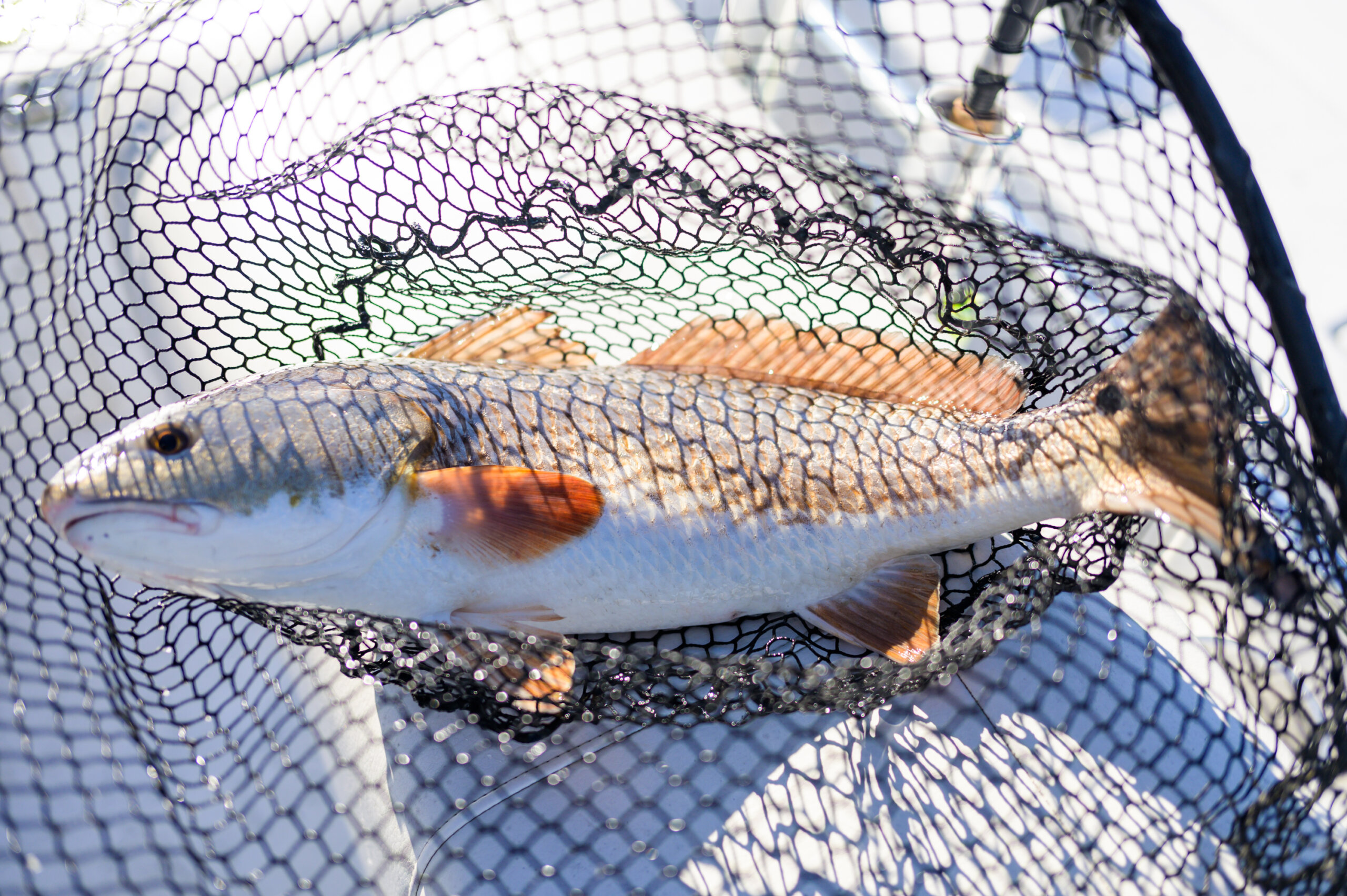 A redfish in the net