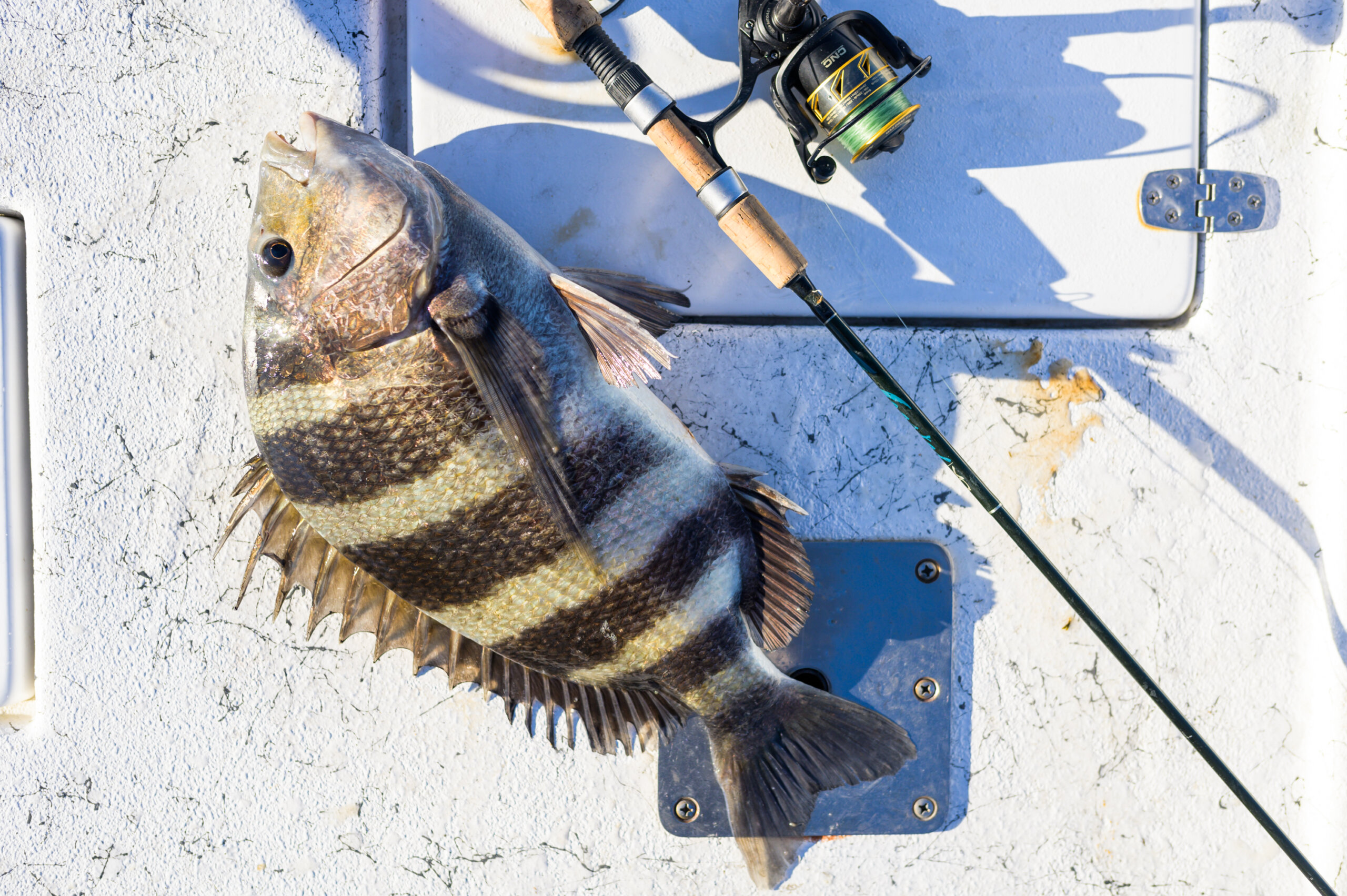 A large sheepshead next to a rod and reel