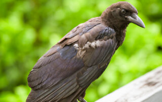 Portrait of a neighborhood crow on a porch rail in Broadmoor, New Orleans