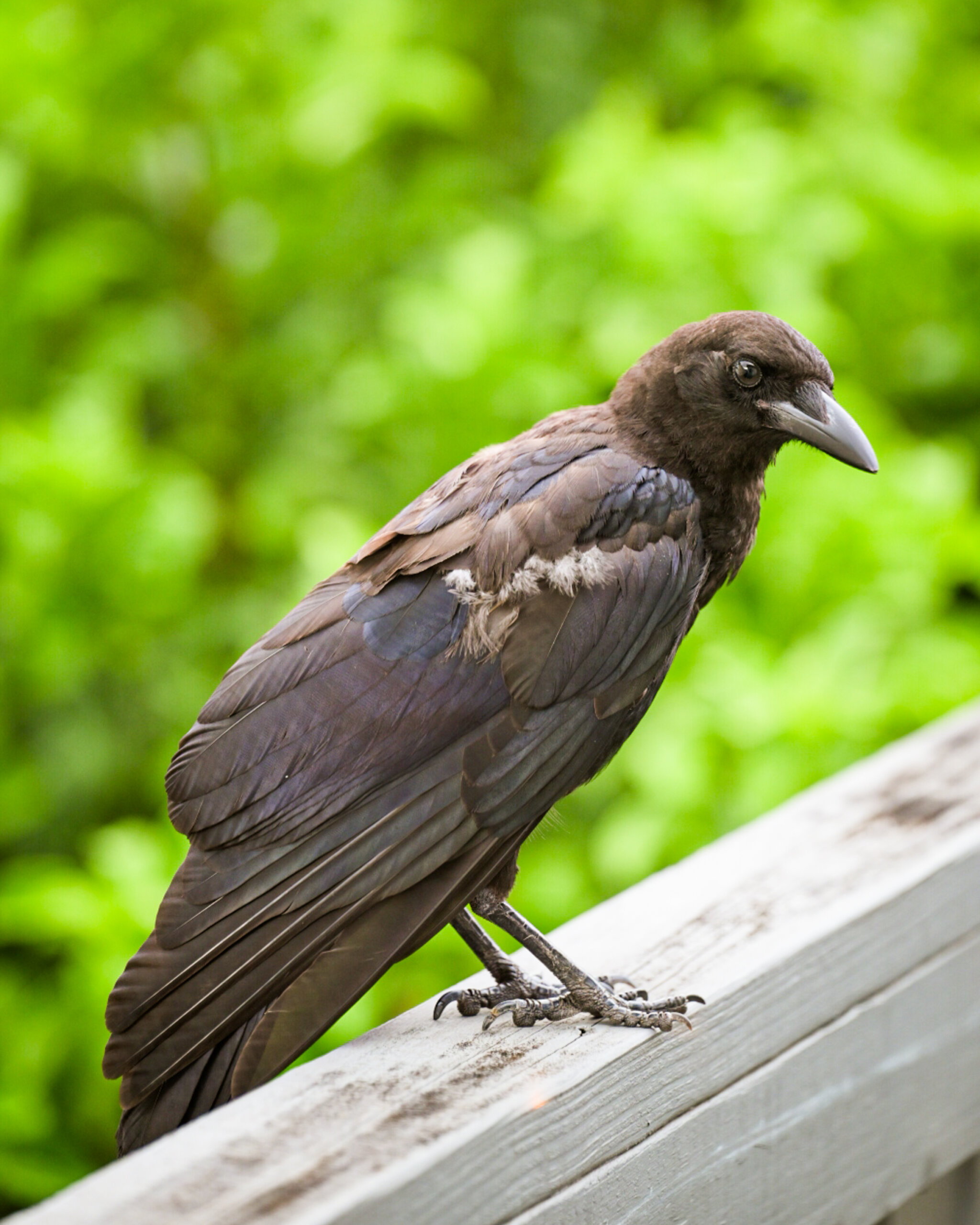 Portrait of a neighborhood crow on a porch rail in Broadmoor, New Orleans