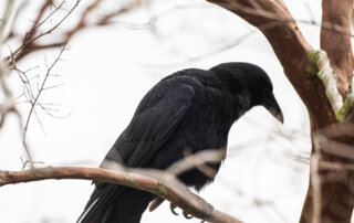 A black crow perches on a tree branch against a cloudy sky in New Orleans, Louisiana.