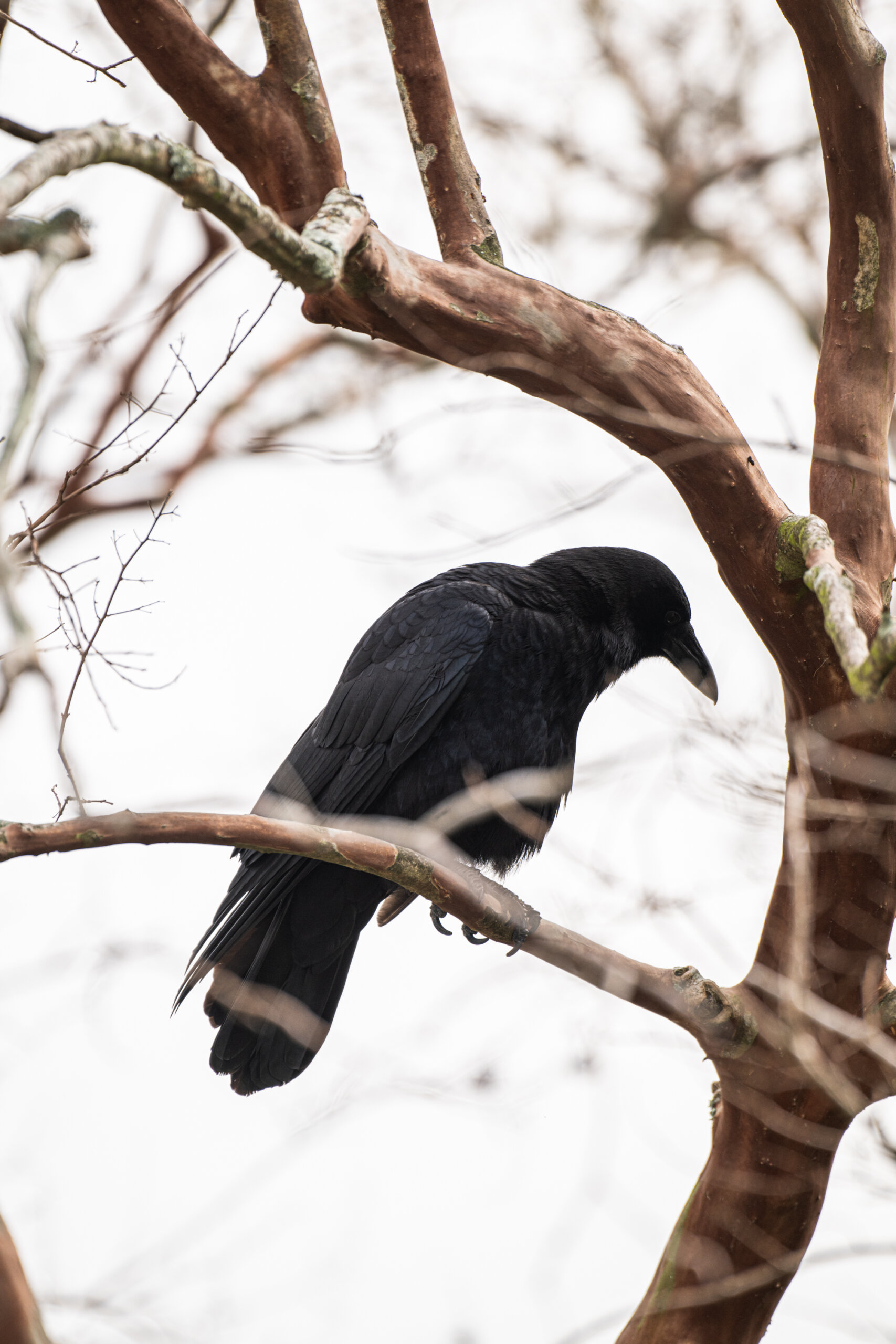 A black crow perches on a tree branch against a cloudy sky in New Orleans, Louisiana.