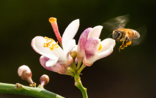 A bee hovers near a white and pink meyer lemon blossom, collecting pollen. The flower has visible stamens, and the background is a blurred dark green.